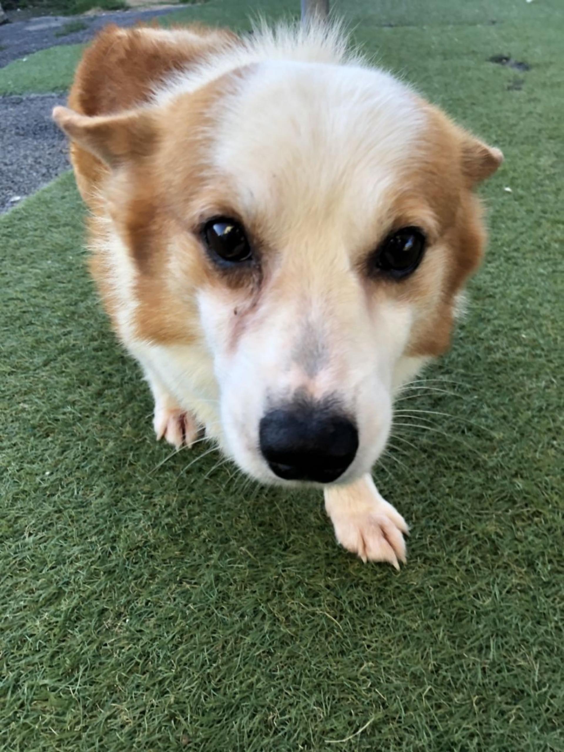 pet-image-2