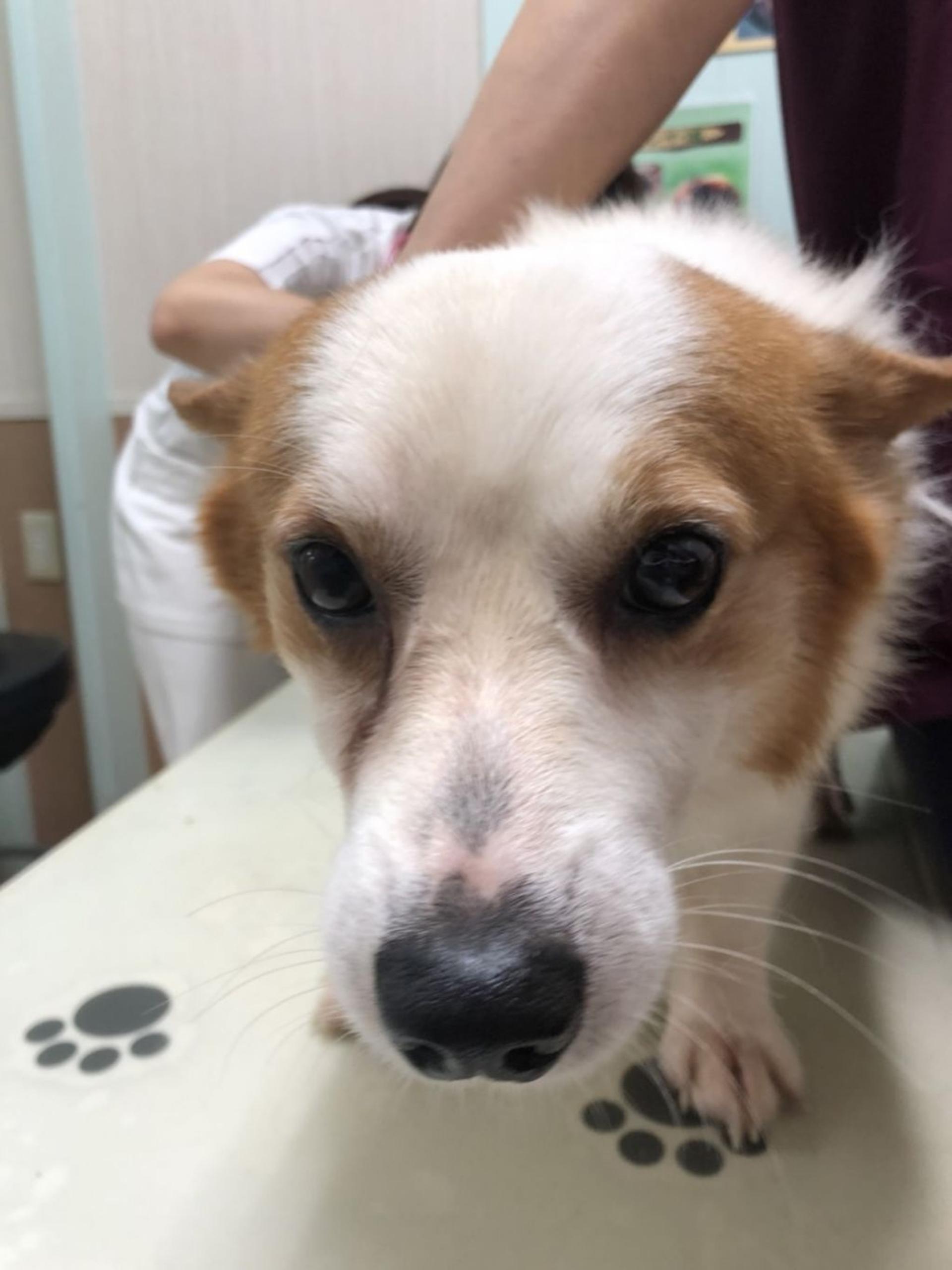 pet-image-3