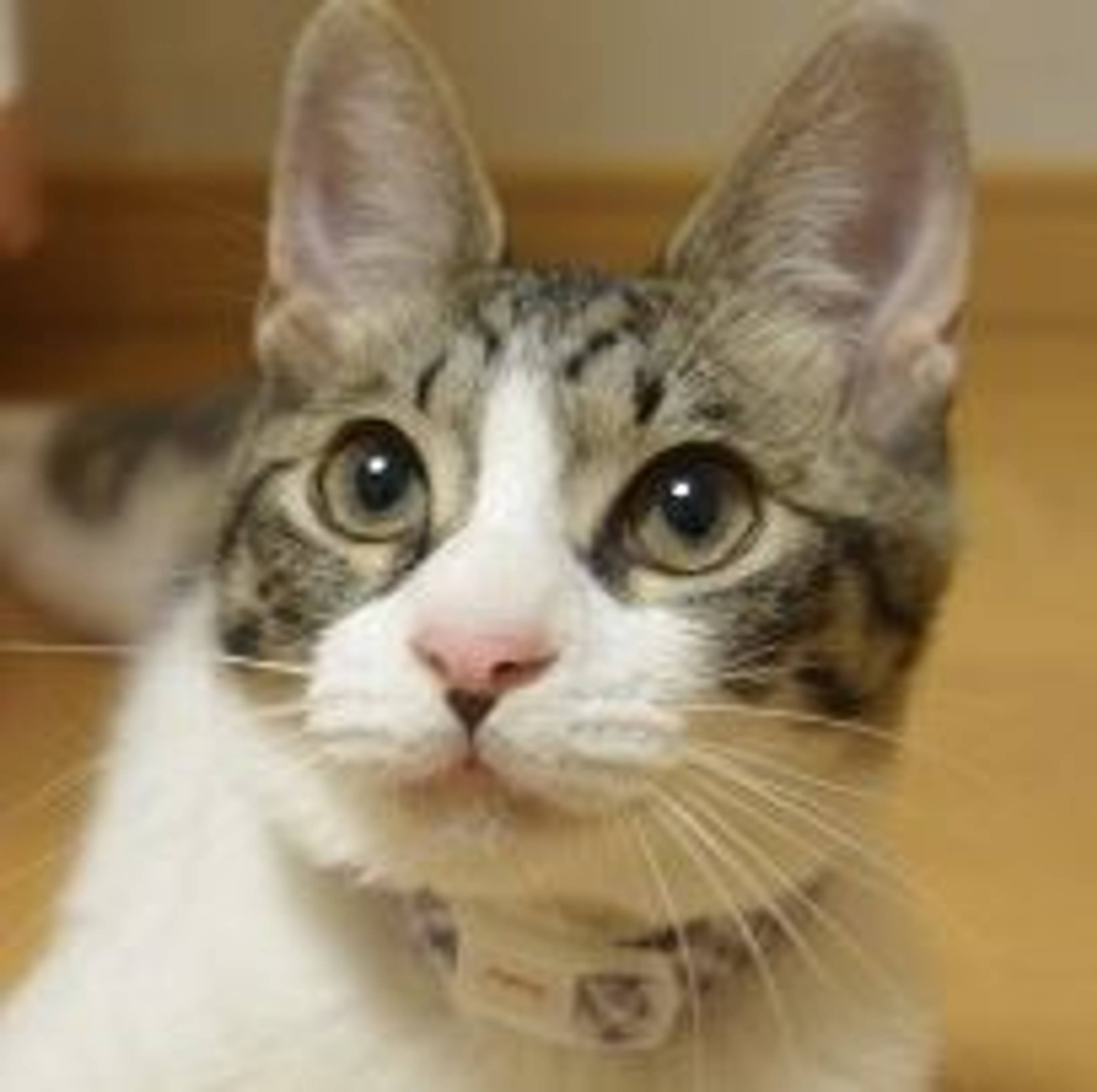 雑種（ミックス猫）・メスの里親募集の写真