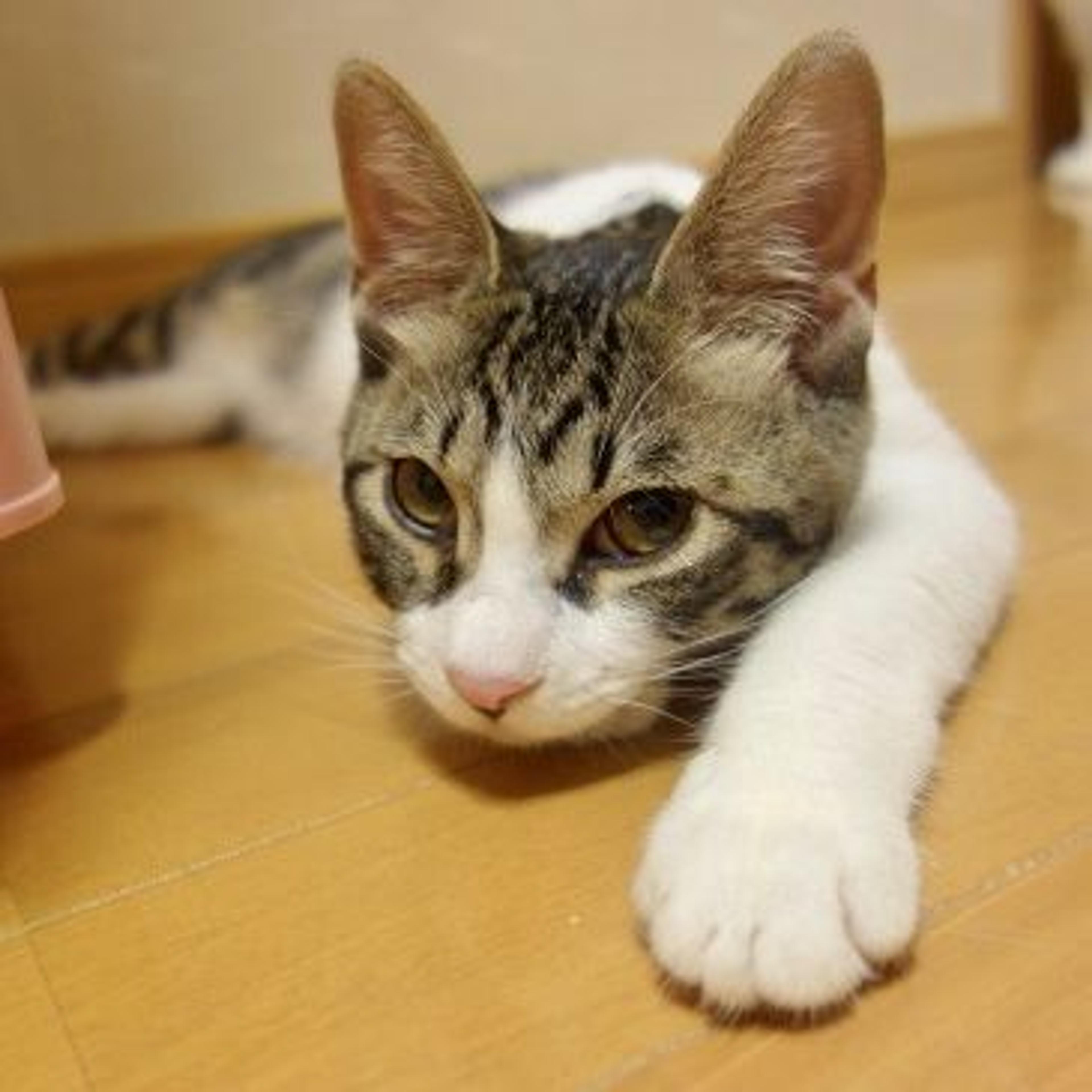 pet-image-2