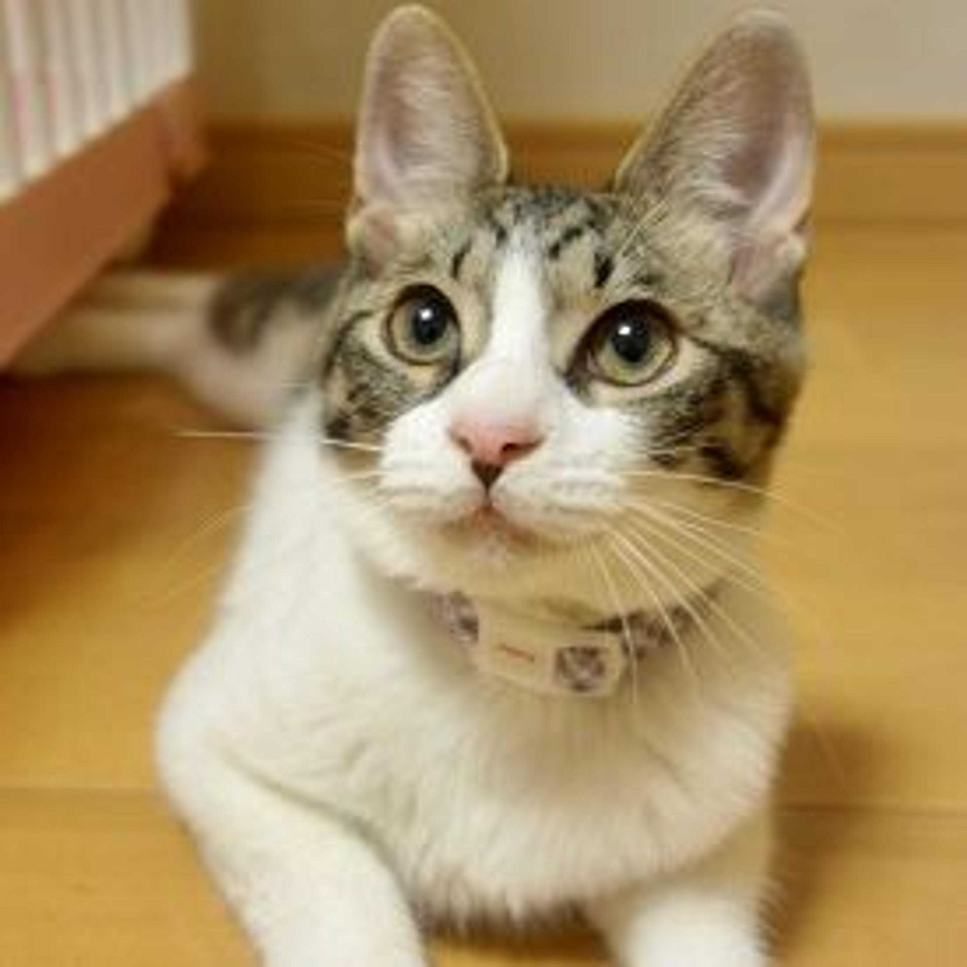 pet-image-3
