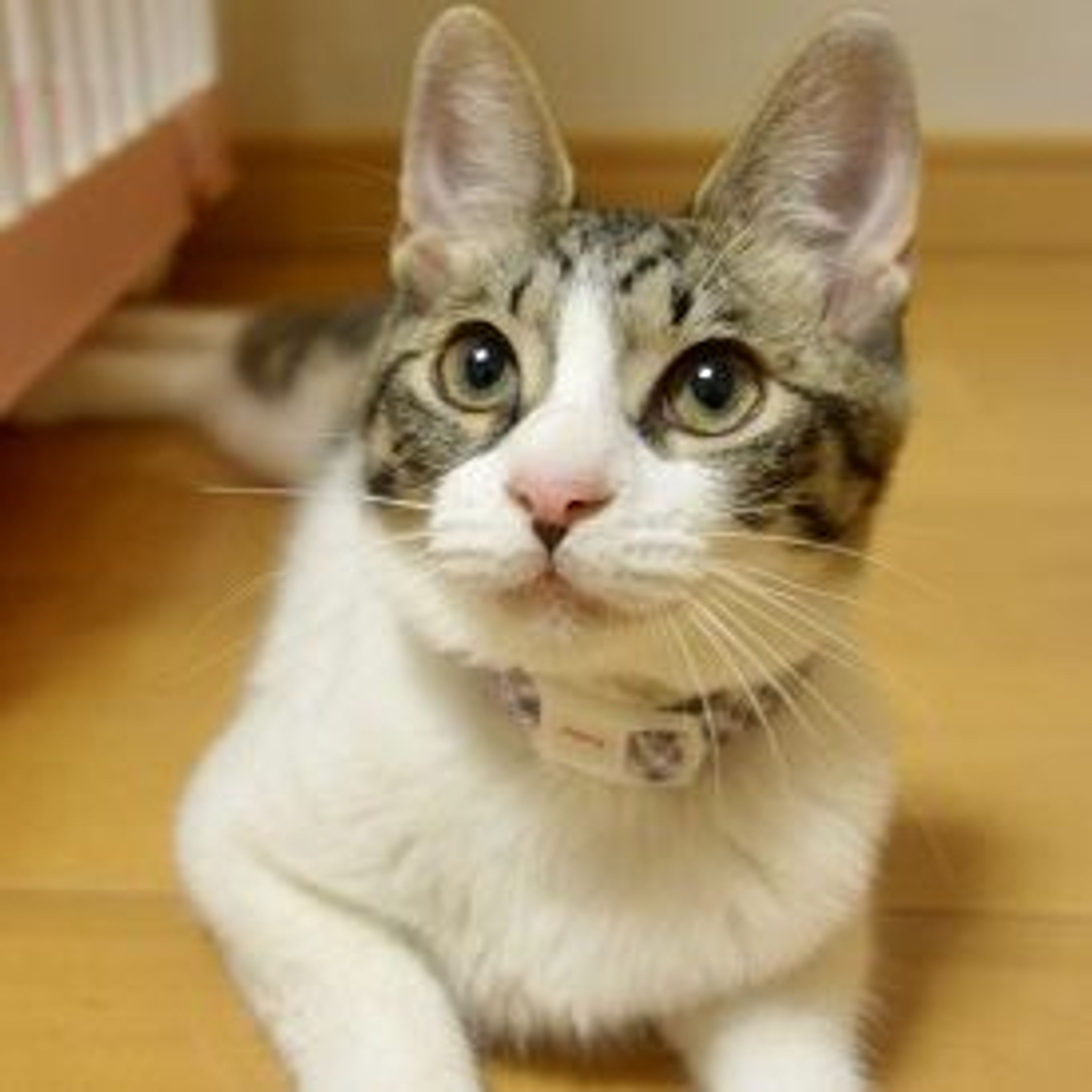 pet-image-3