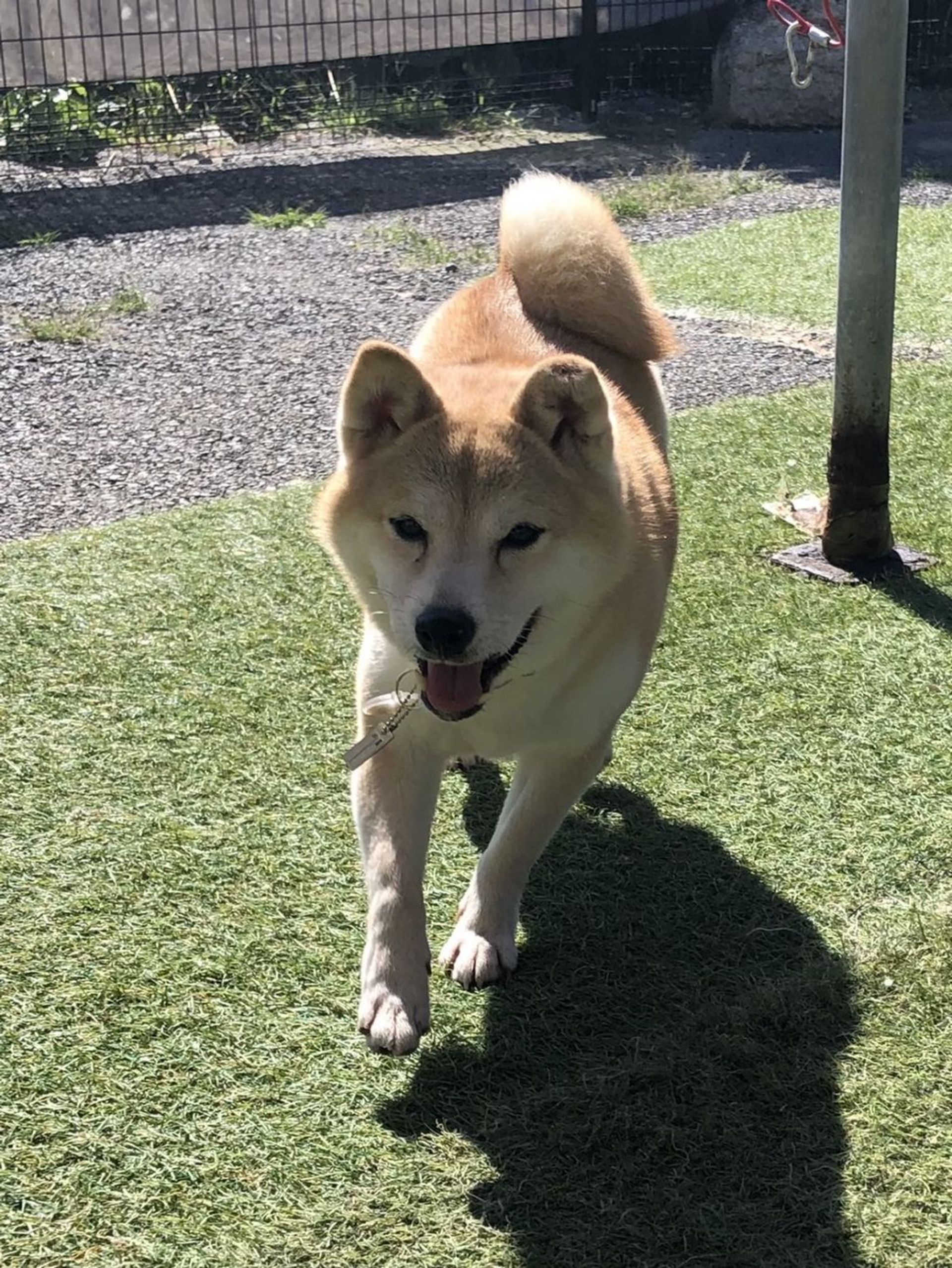 柴犬・メスの里親募集の写真
