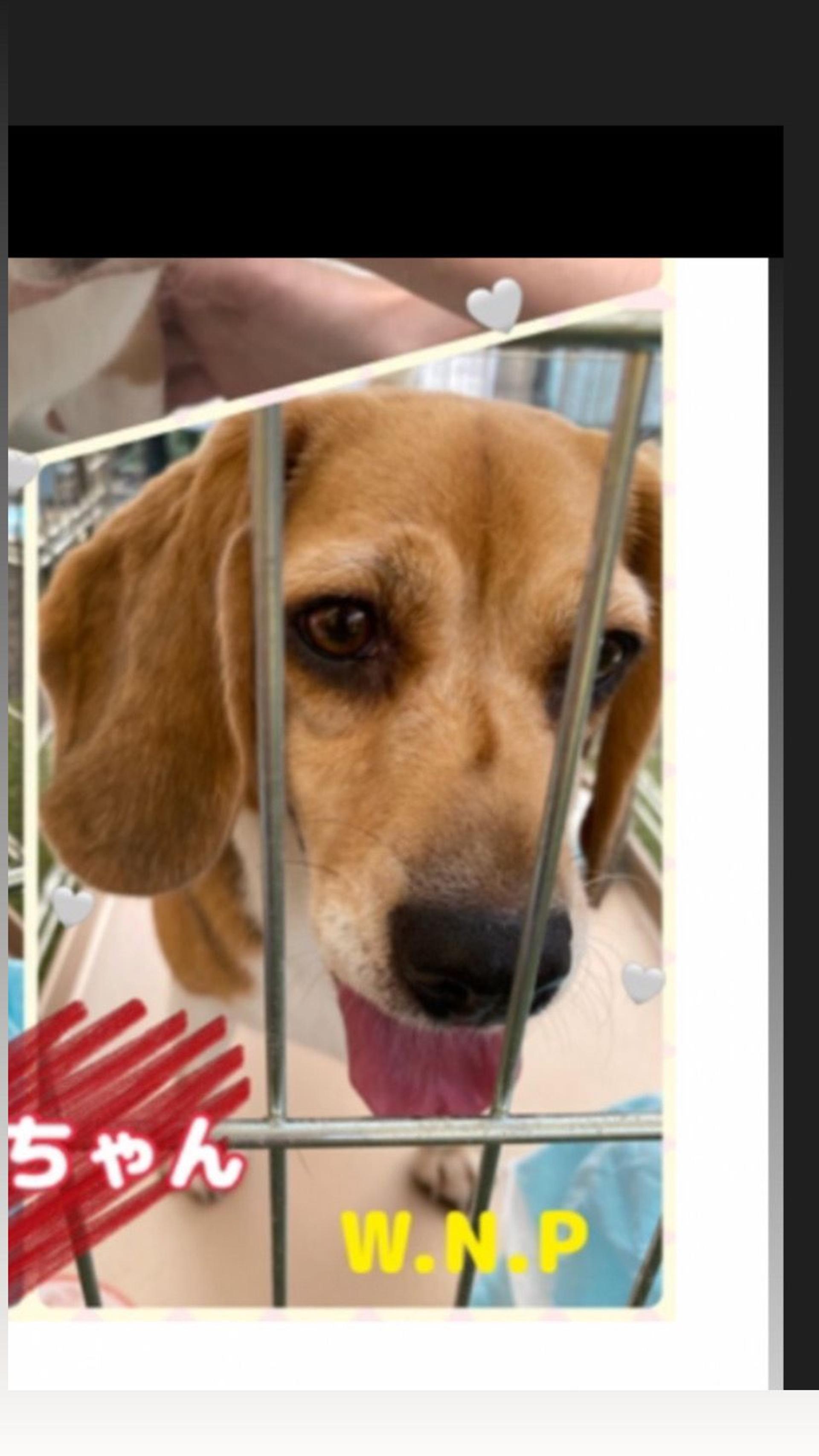pet-image-4