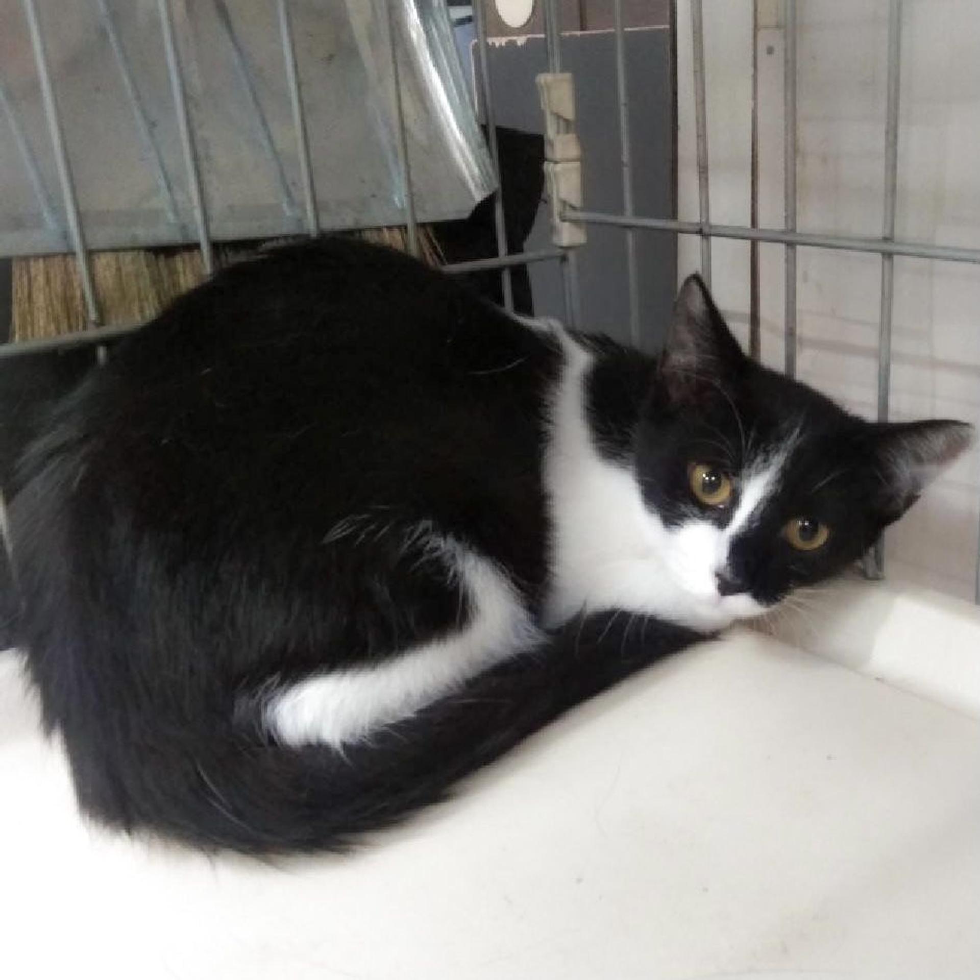 pet-image-2
