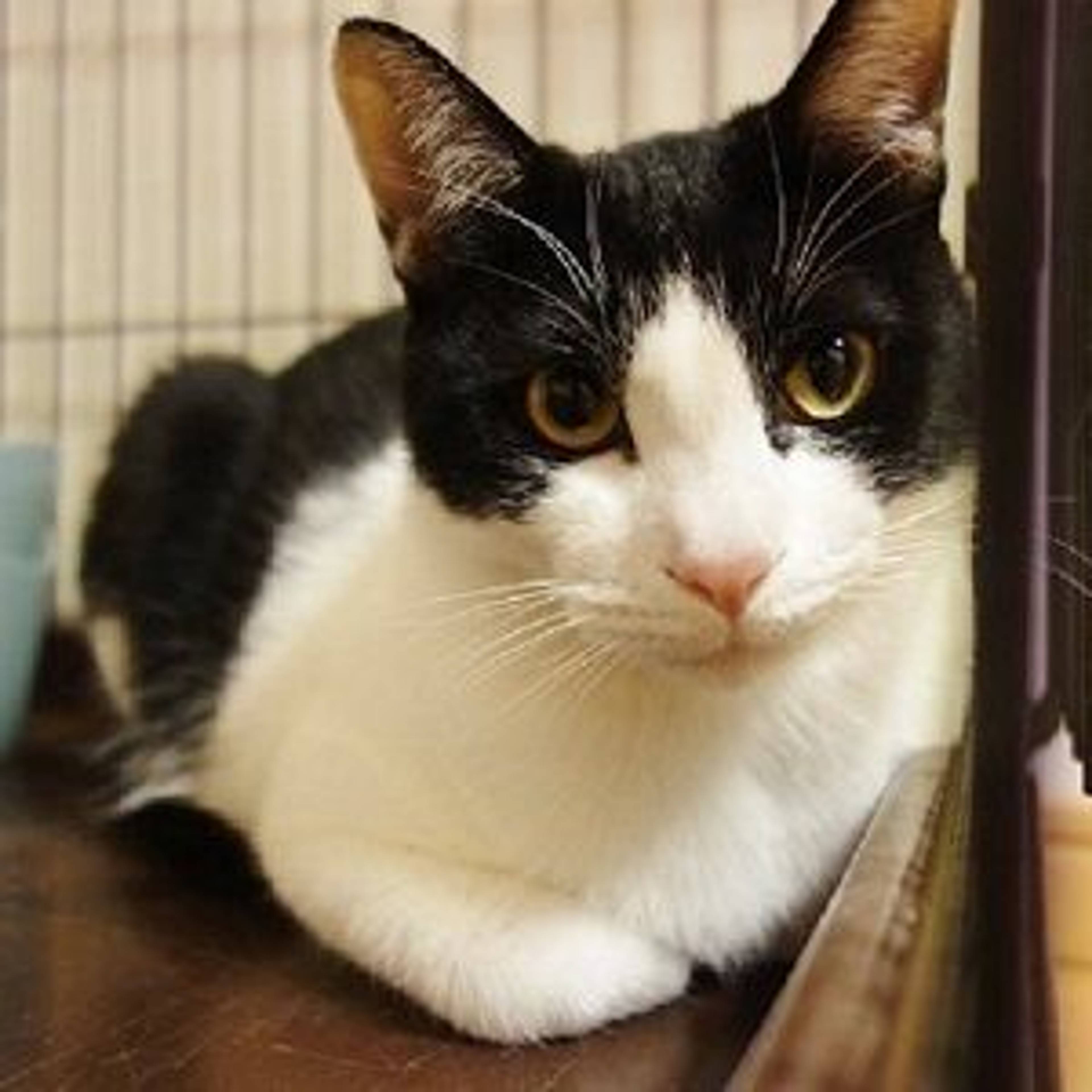 雑種（ミックス猫）・オスの里親募集の写真