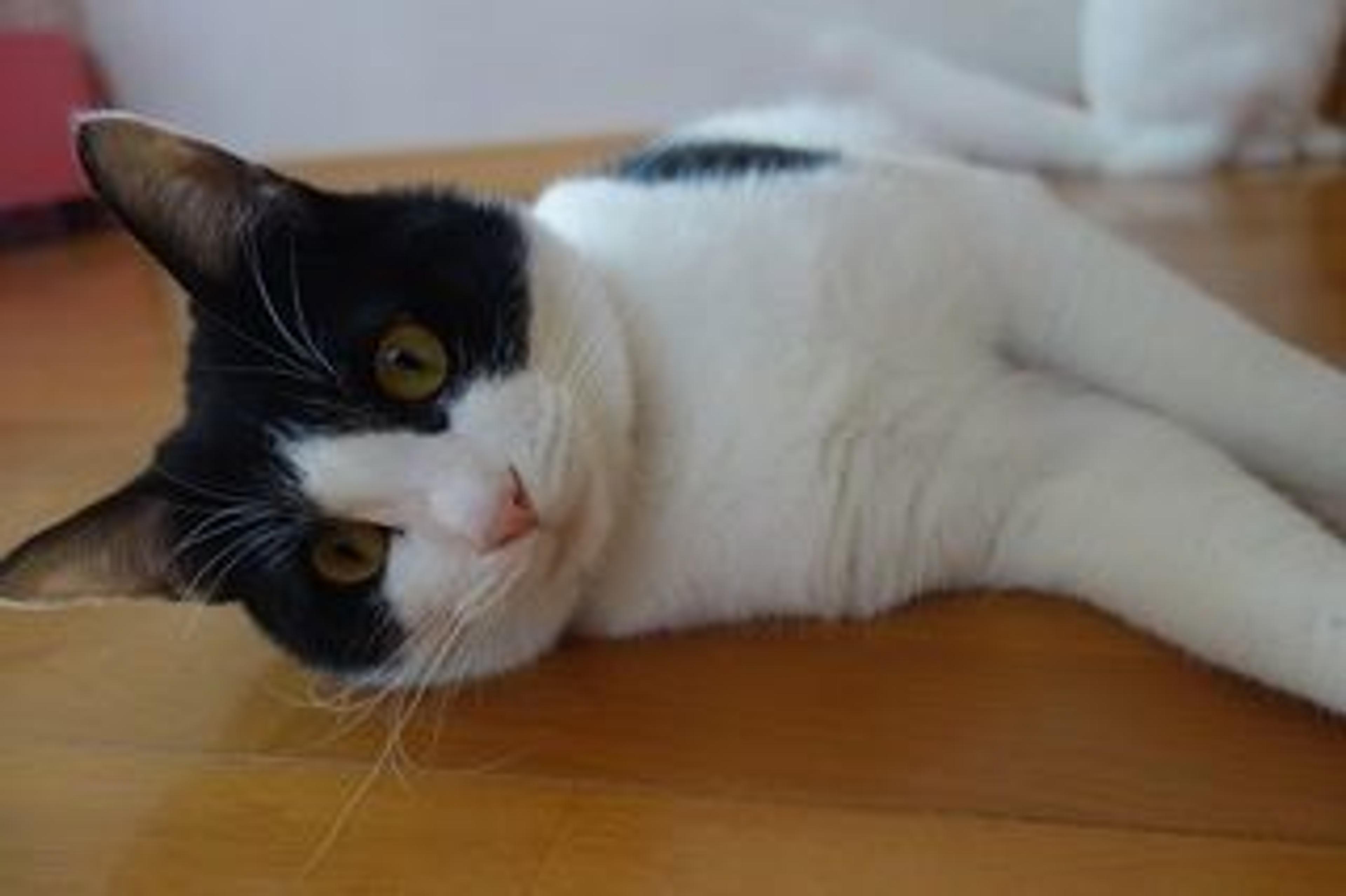 pet-image-2