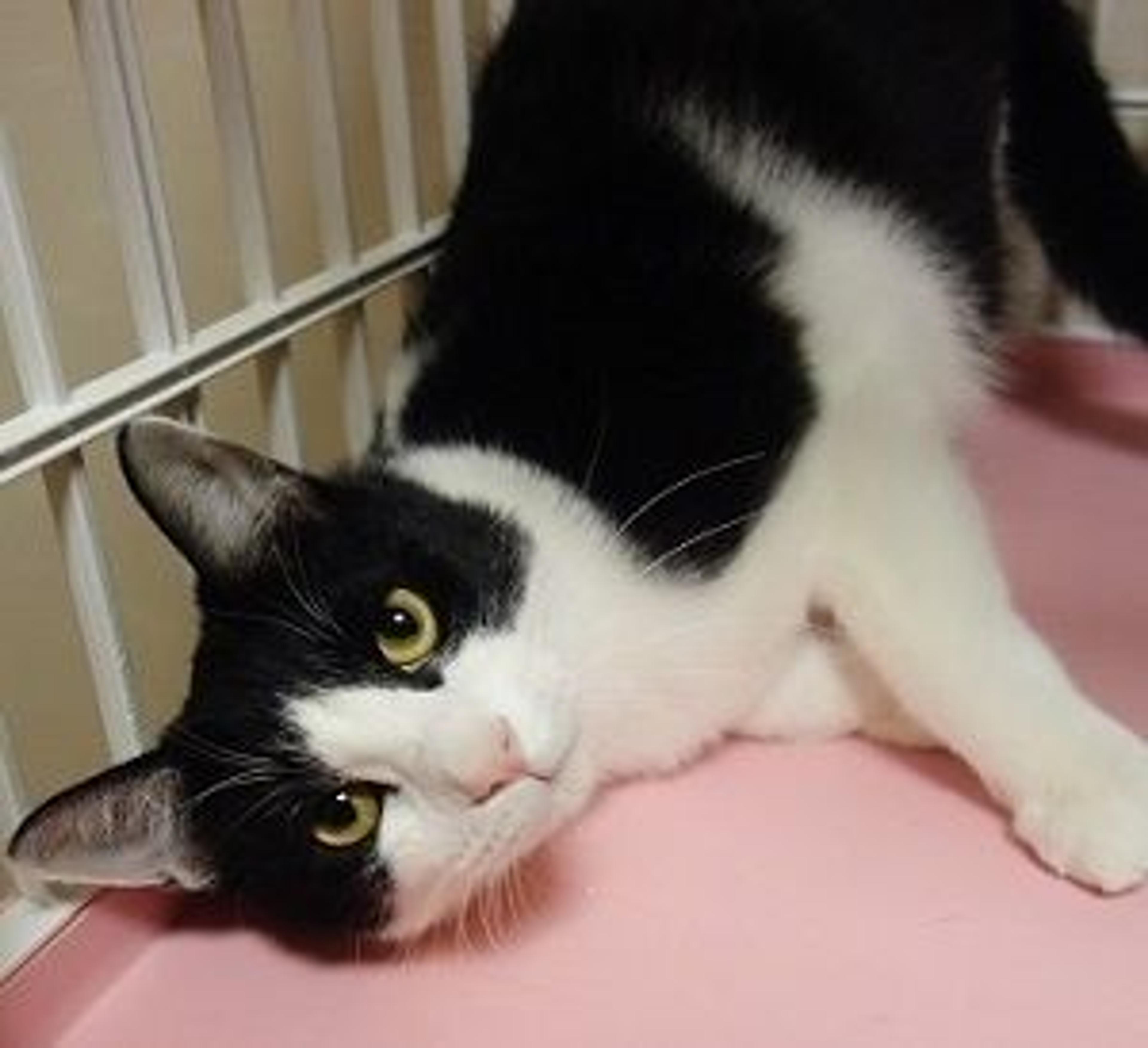pet-image-3