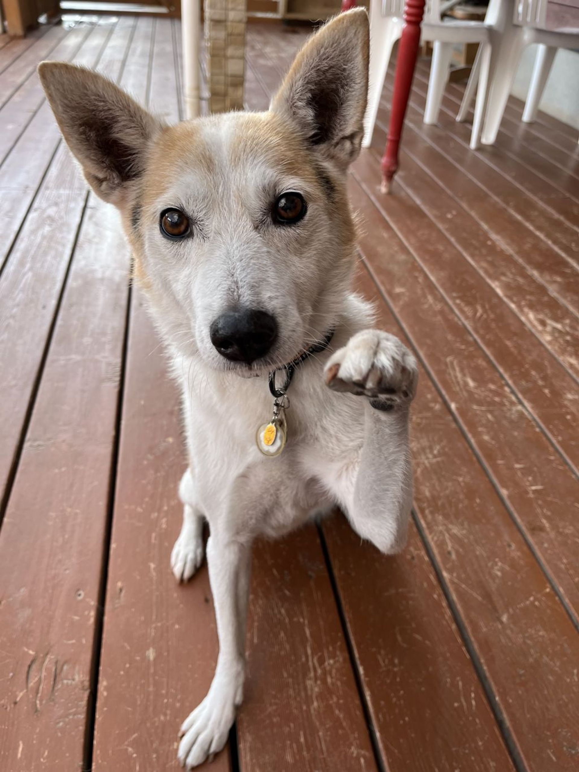 雑種（ミックス犬）・オスの里親募集の写真