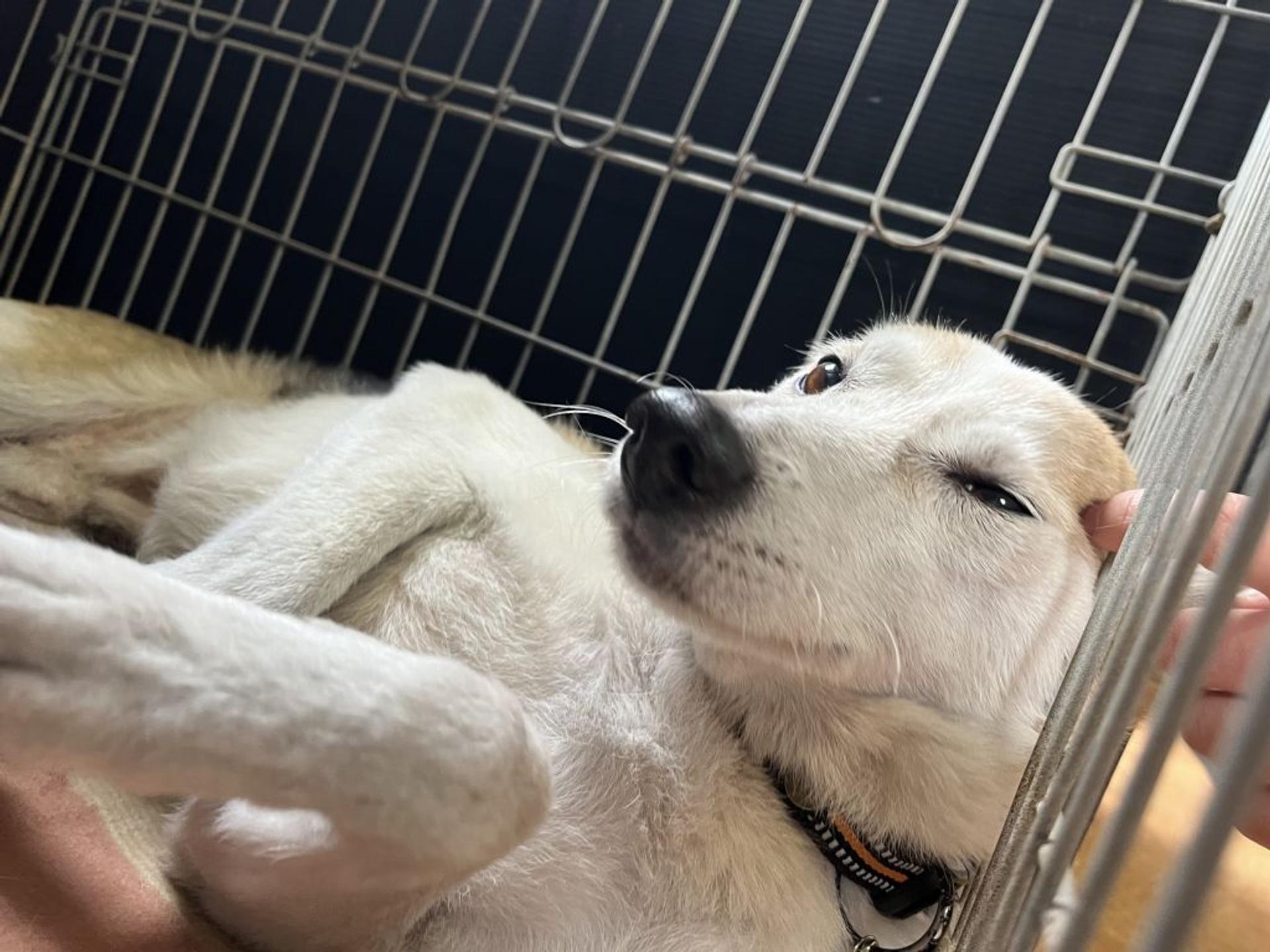 pet-image-3