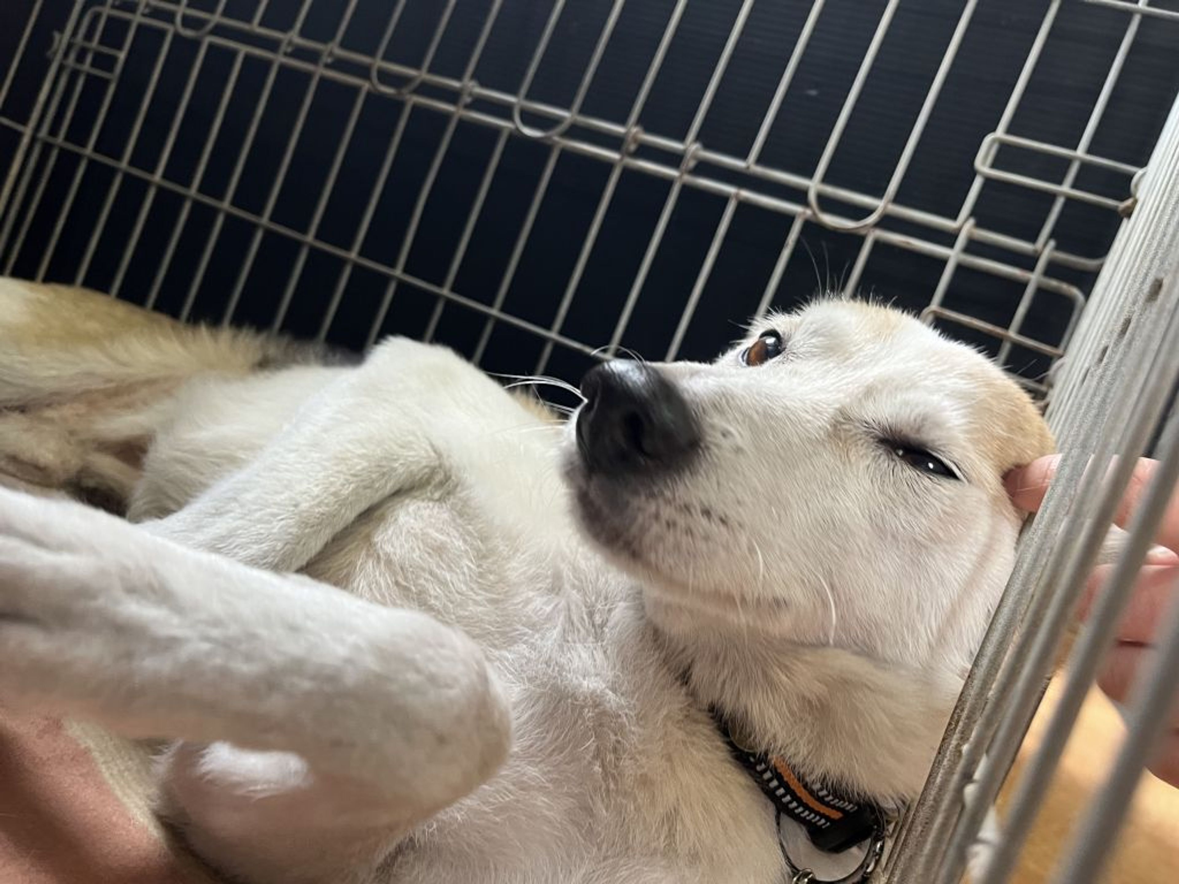 pet-image-3