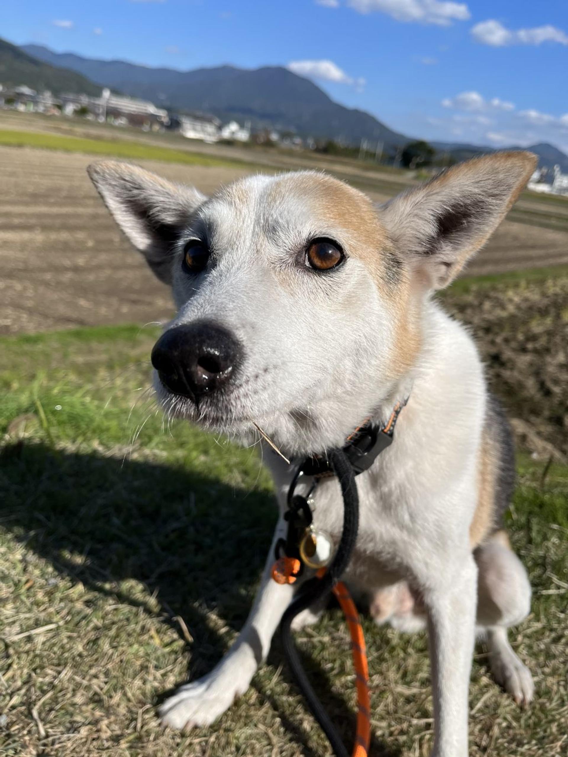 pet-image-4