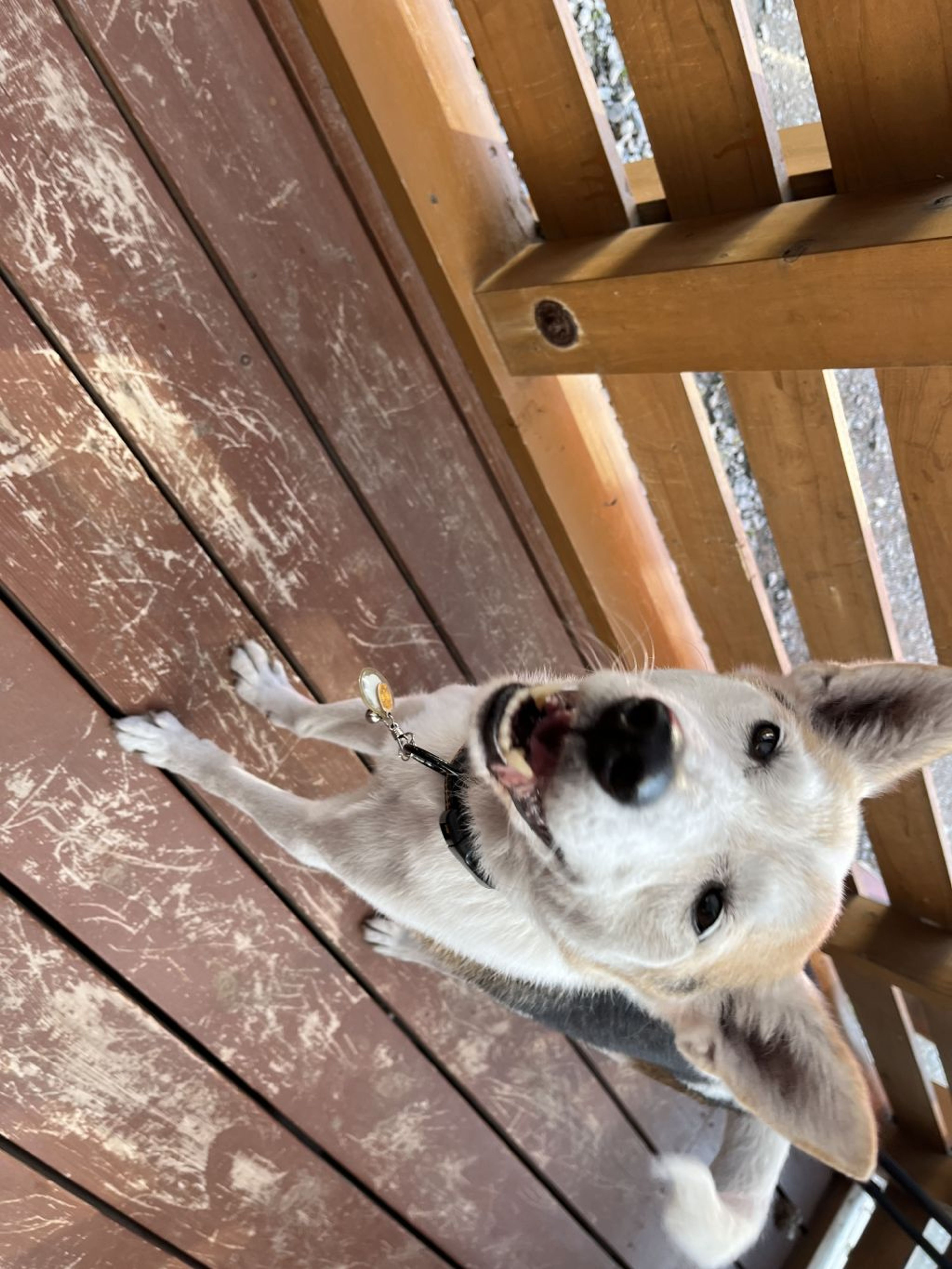 pet-image-5
