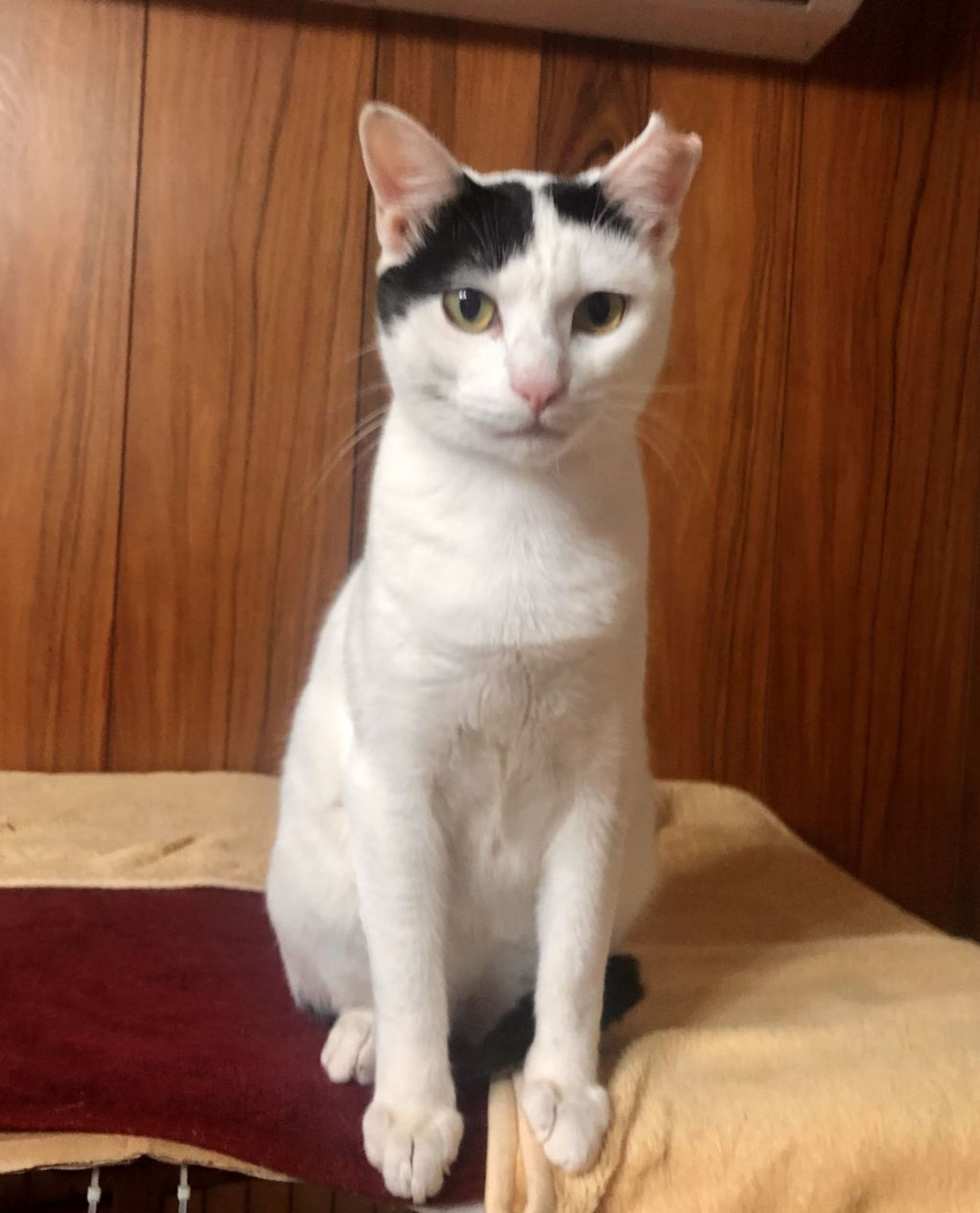 pet-image-2