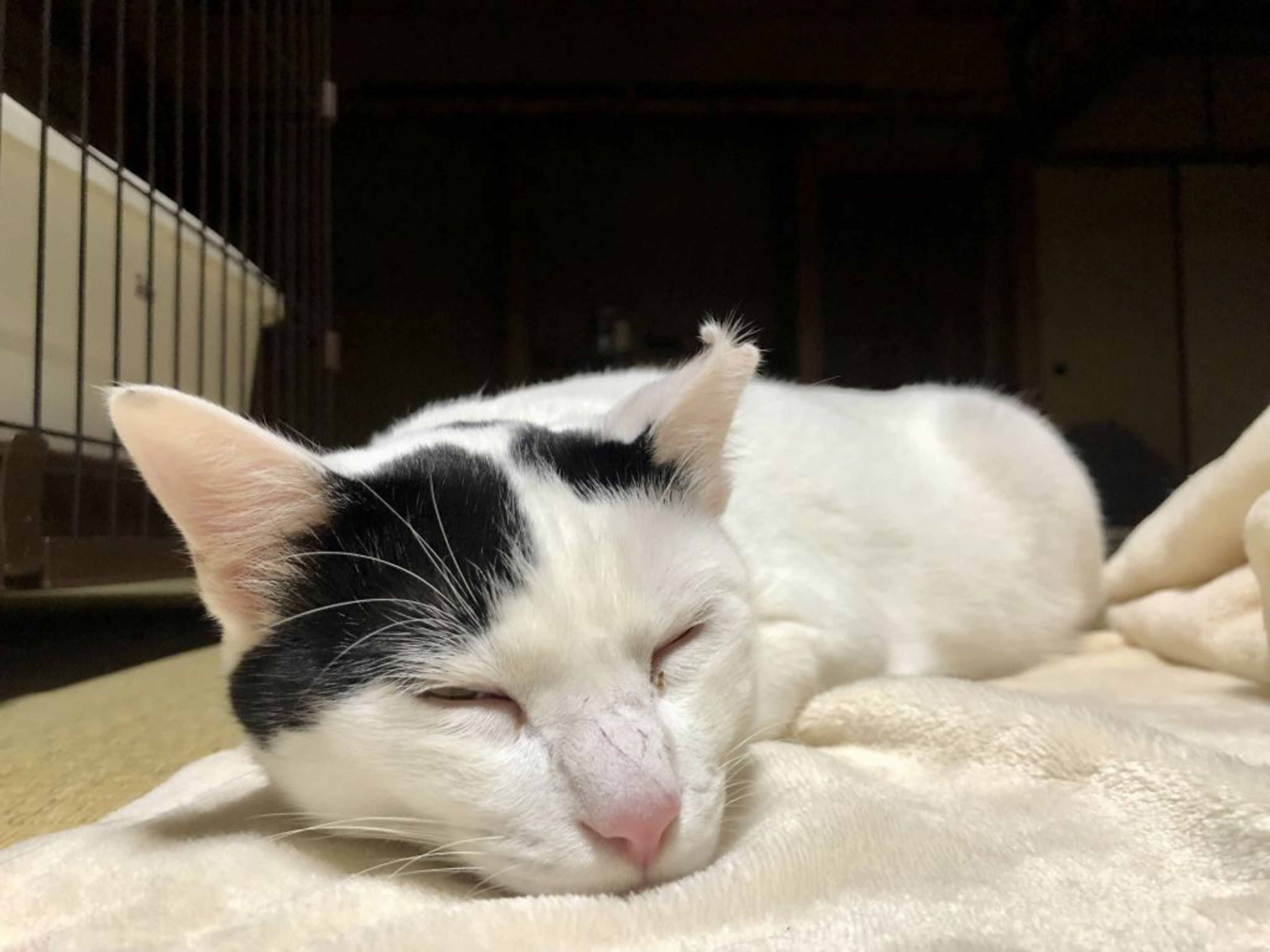 pet-image-3