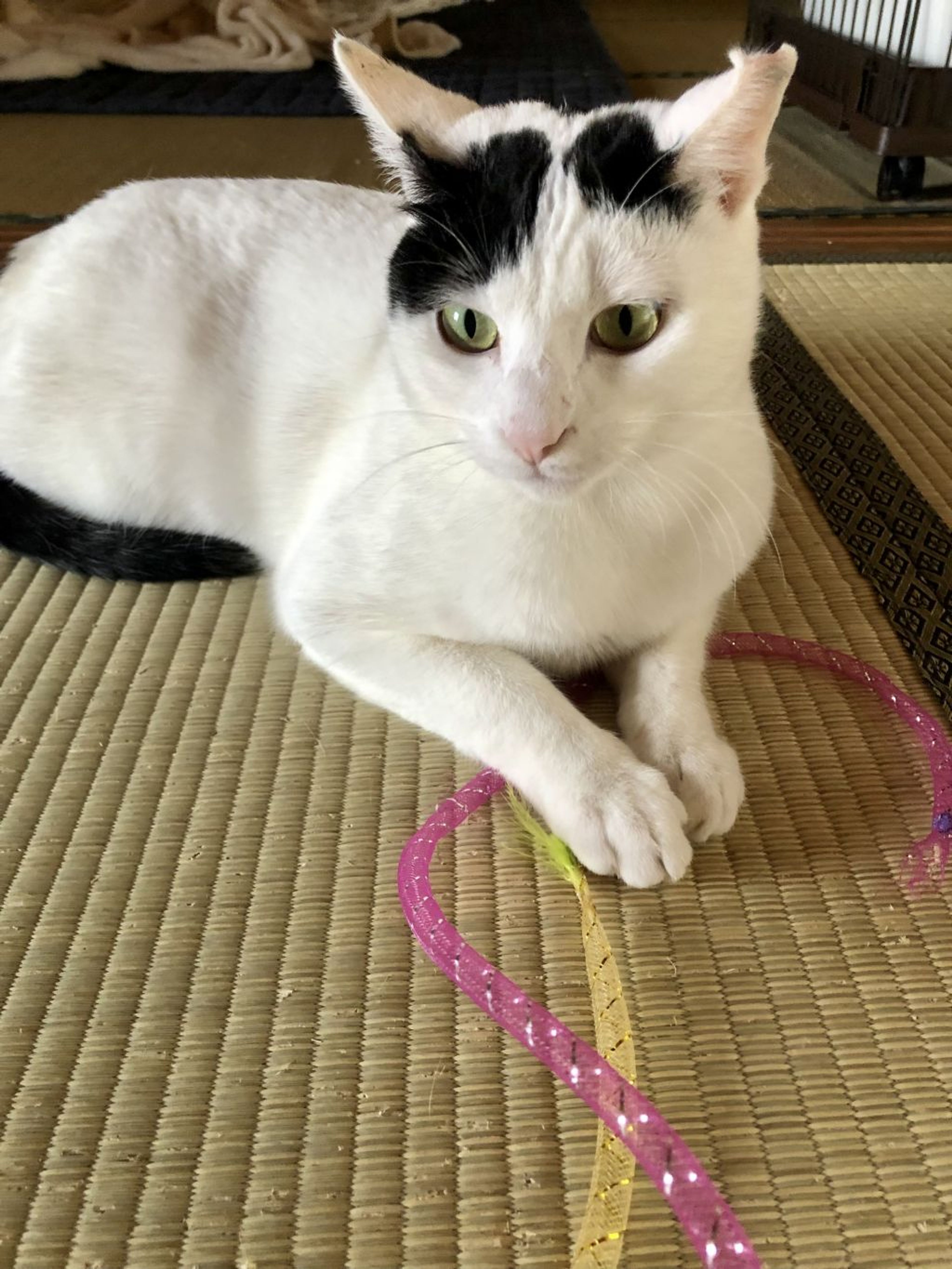 pet-image-4