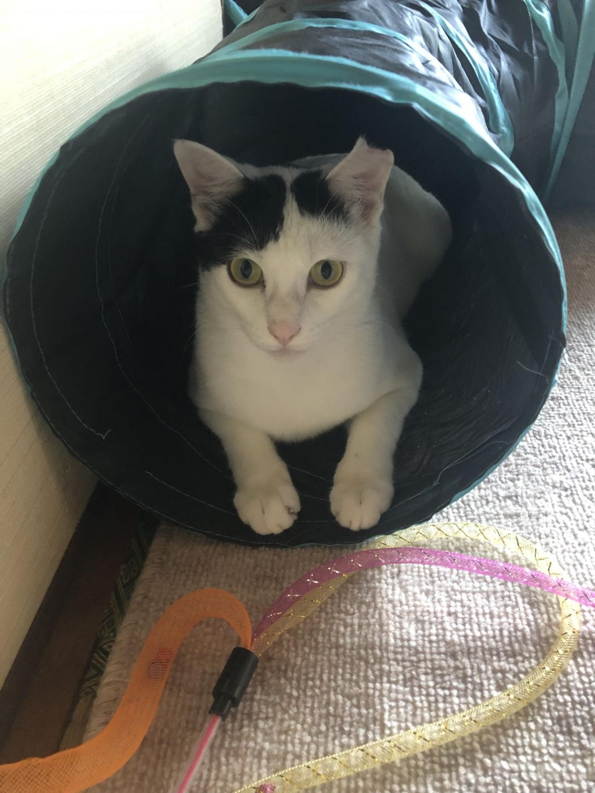 pet-image-5