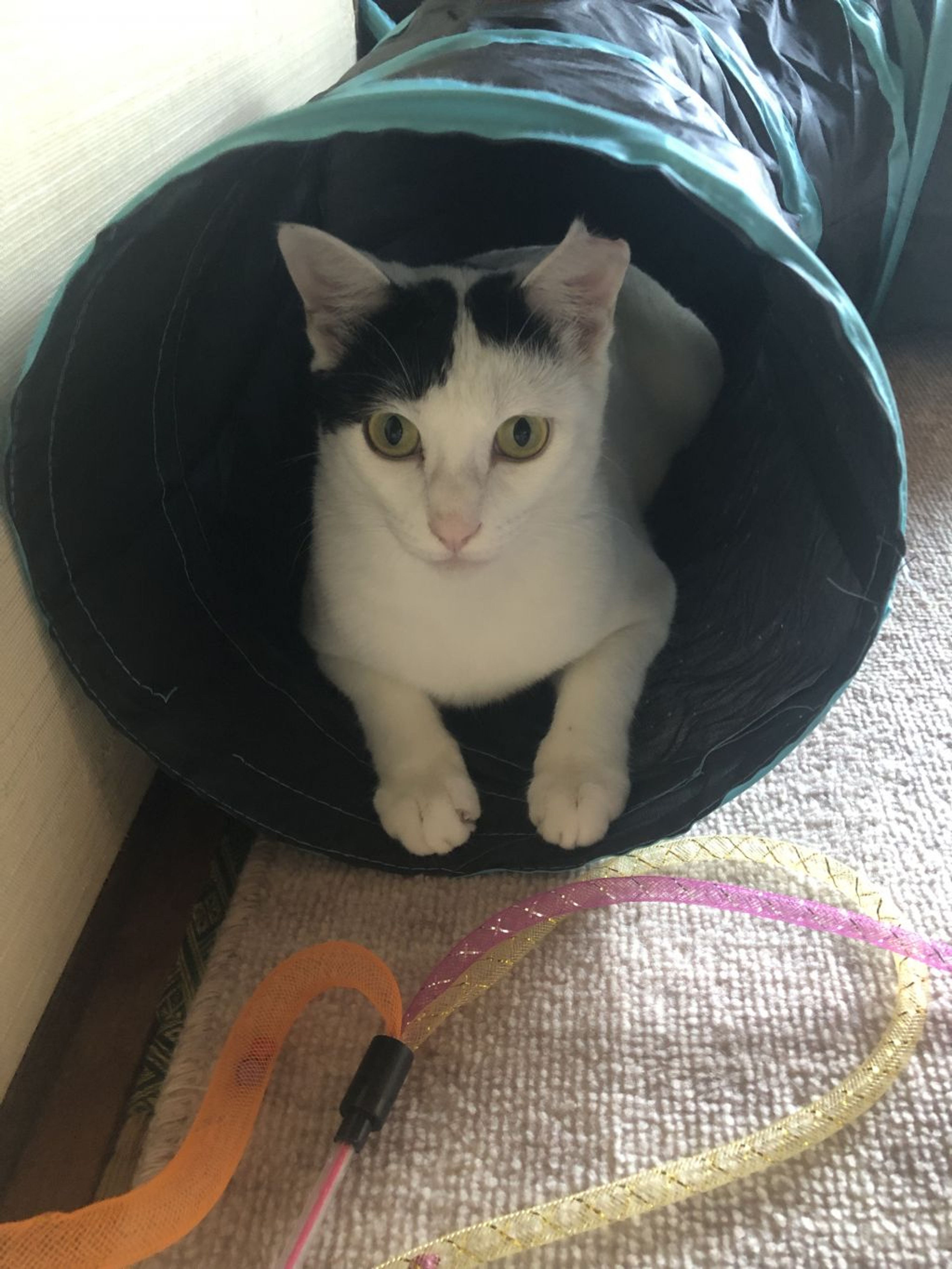 pet-image-5