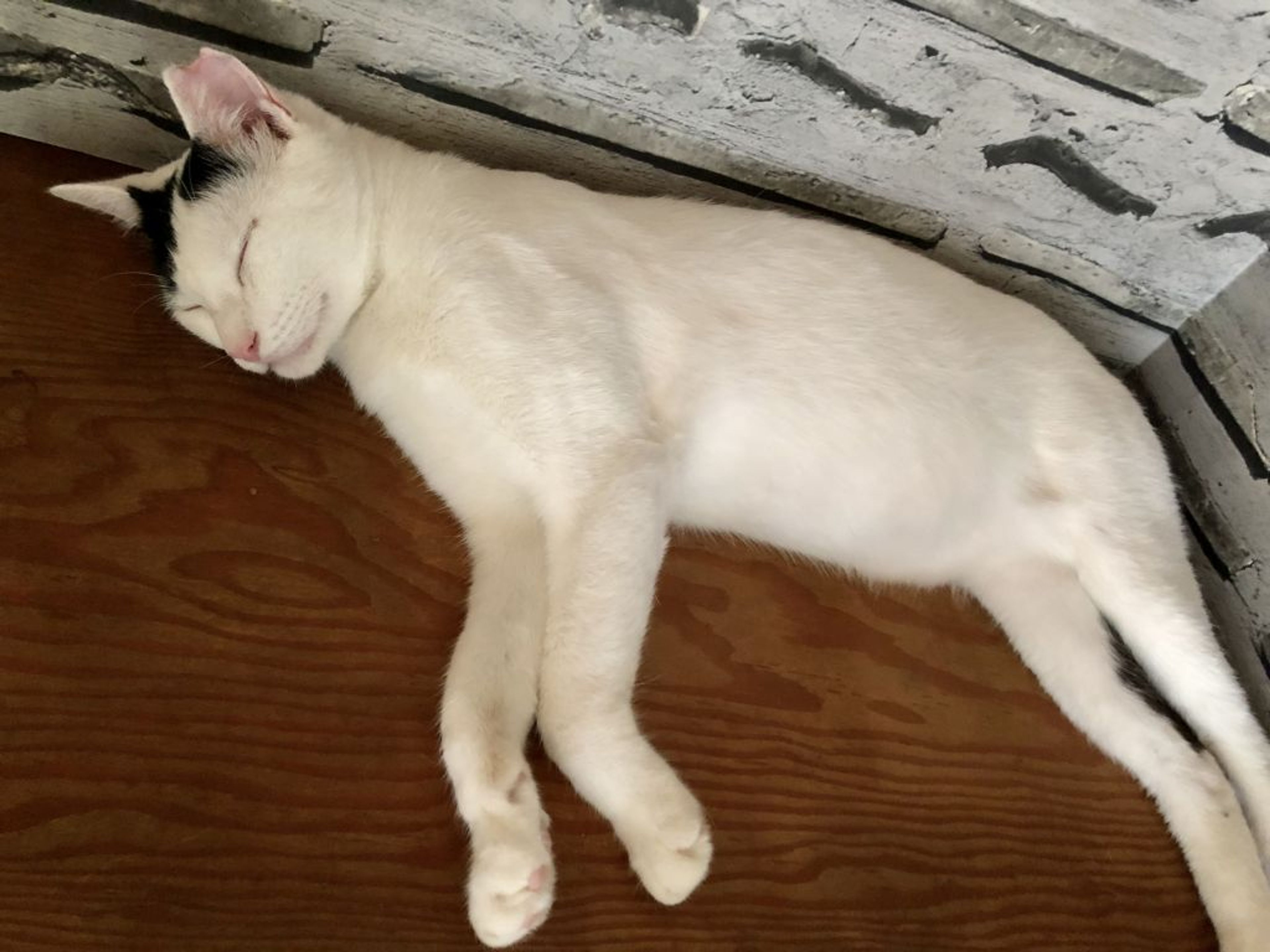 pet-image-6