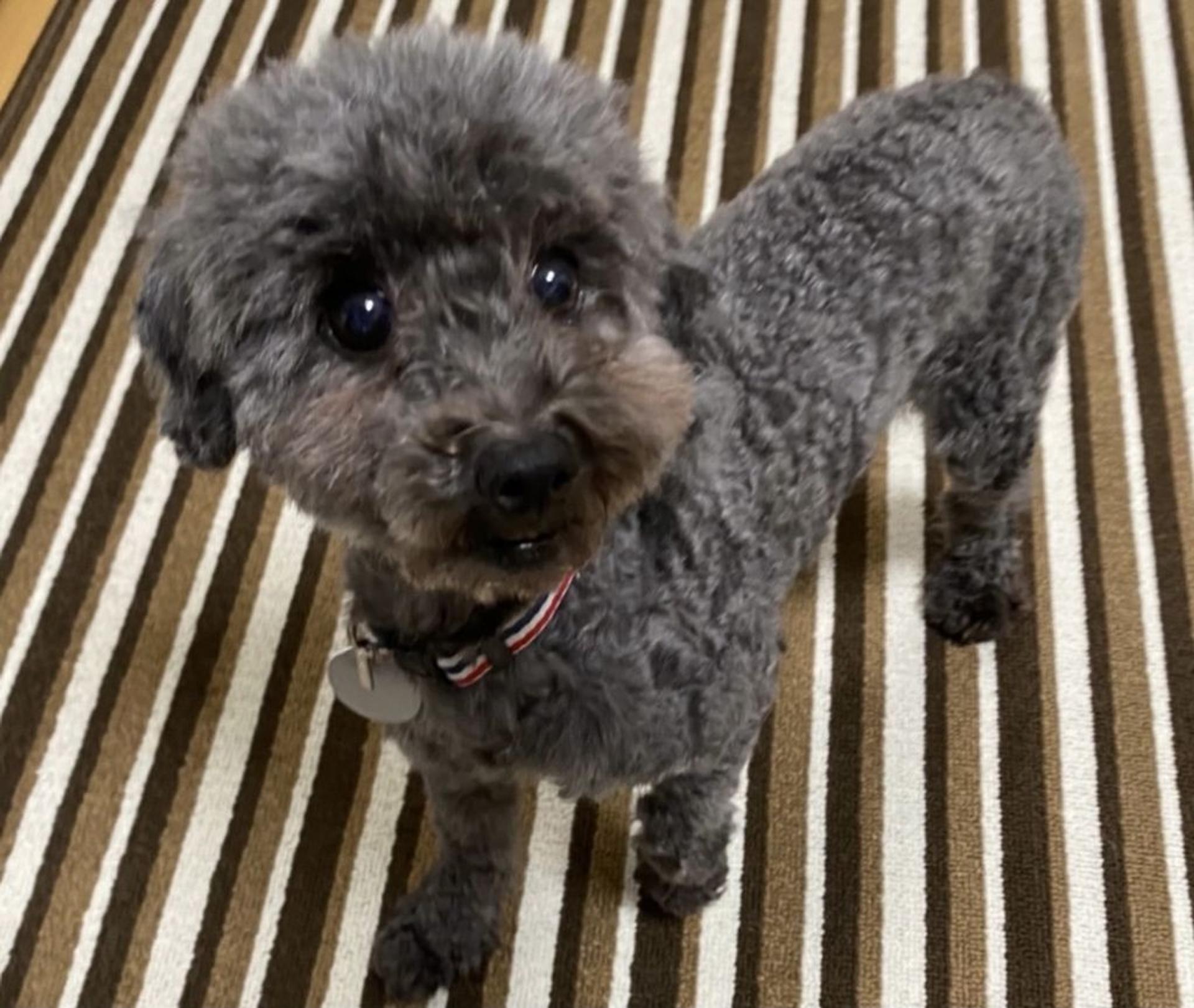 pet-image-2