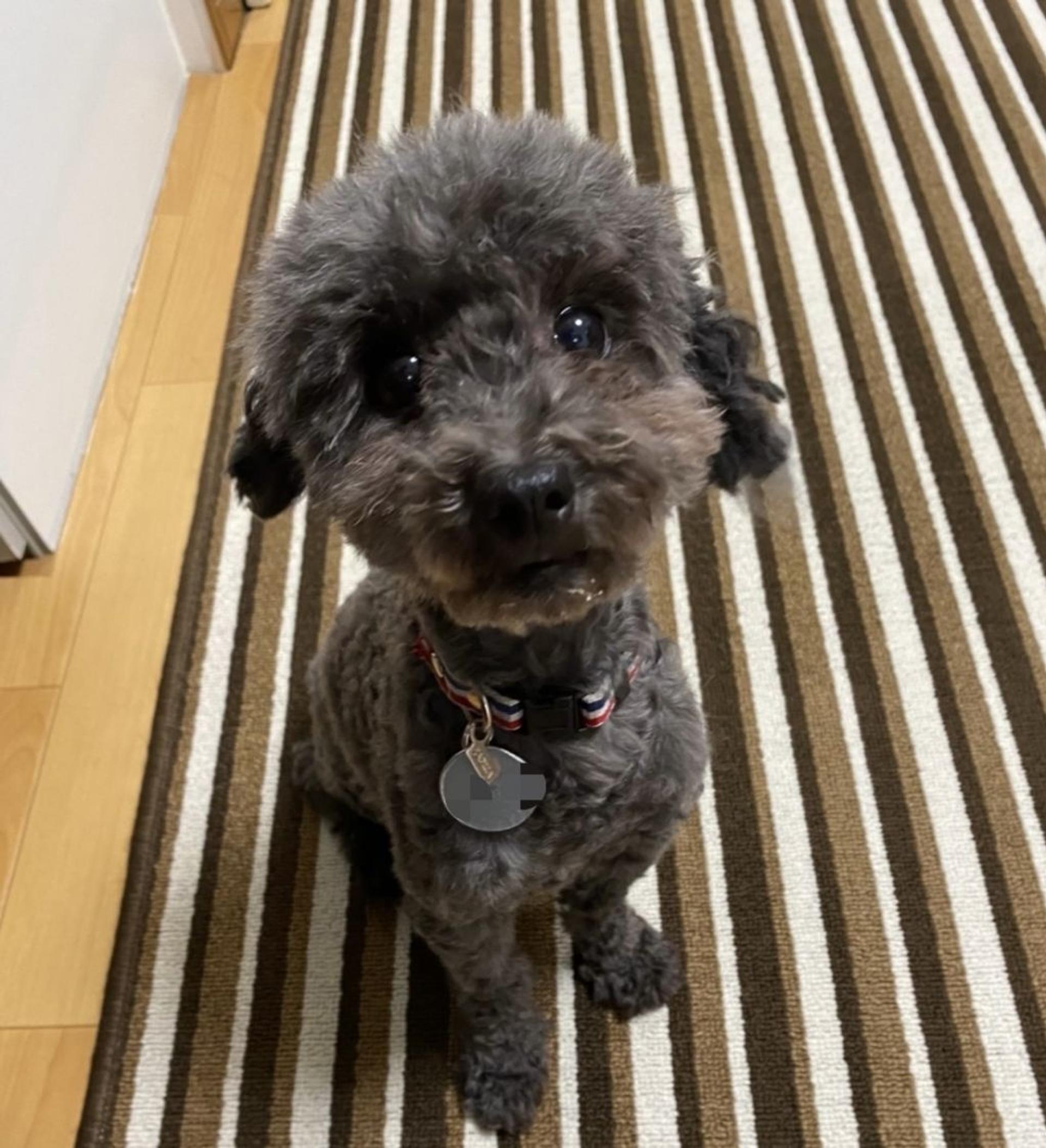 pet-image-4