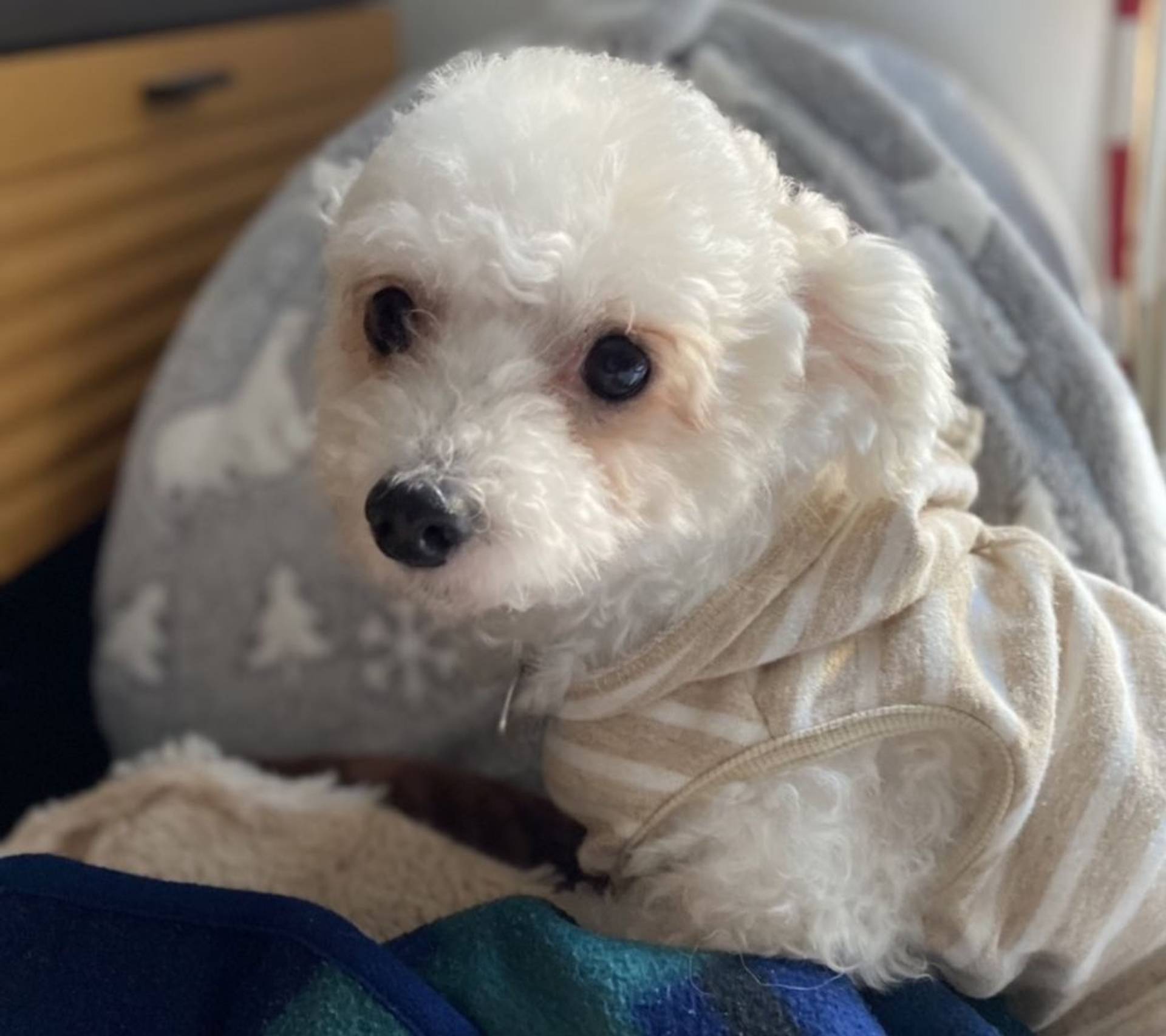 雑種（ミックス犬）・メスの里親募集の写真