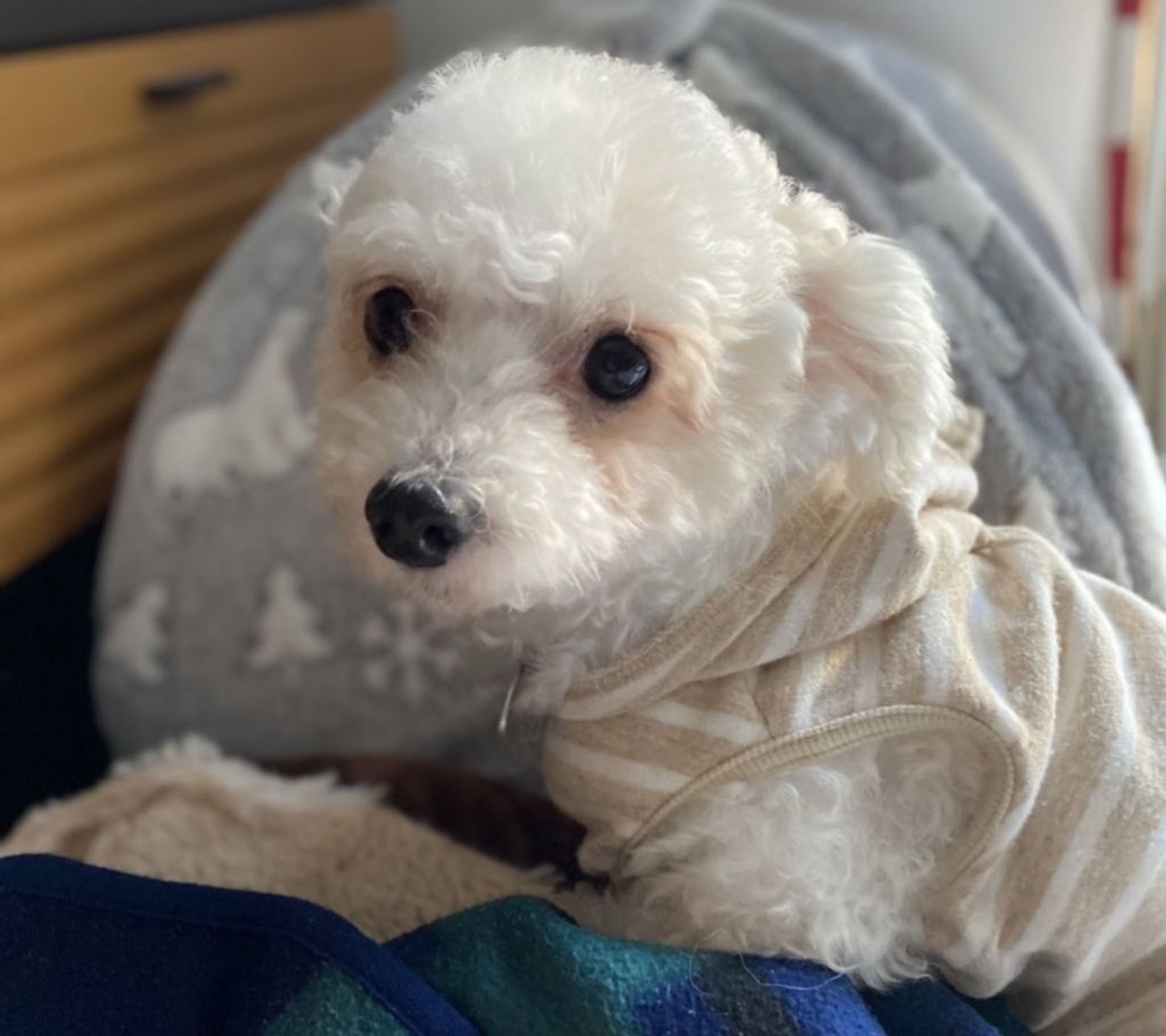 雑種（ミックス犬）・メスの里親募集の写真