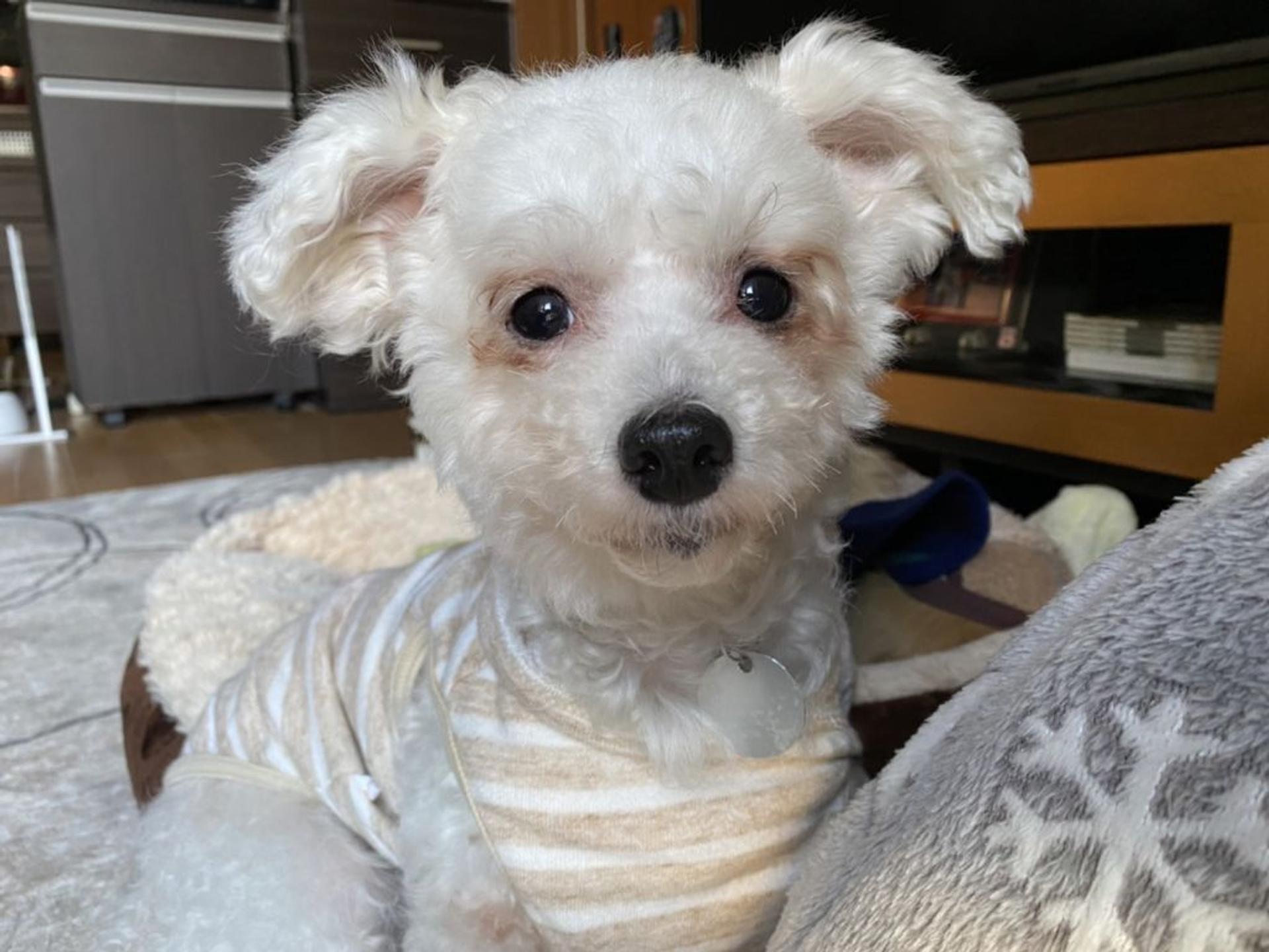 pet-image-2