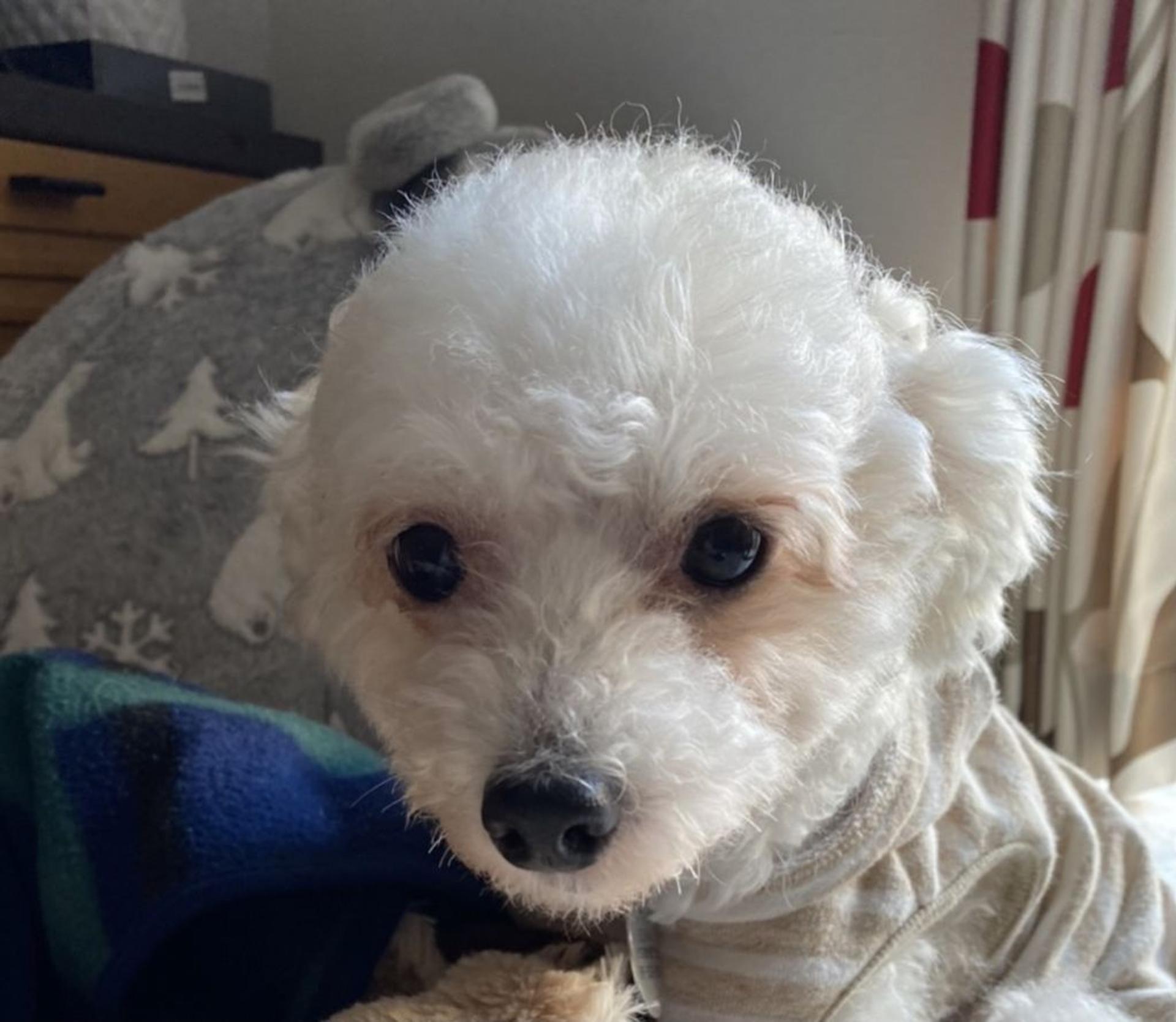 pet-image-4