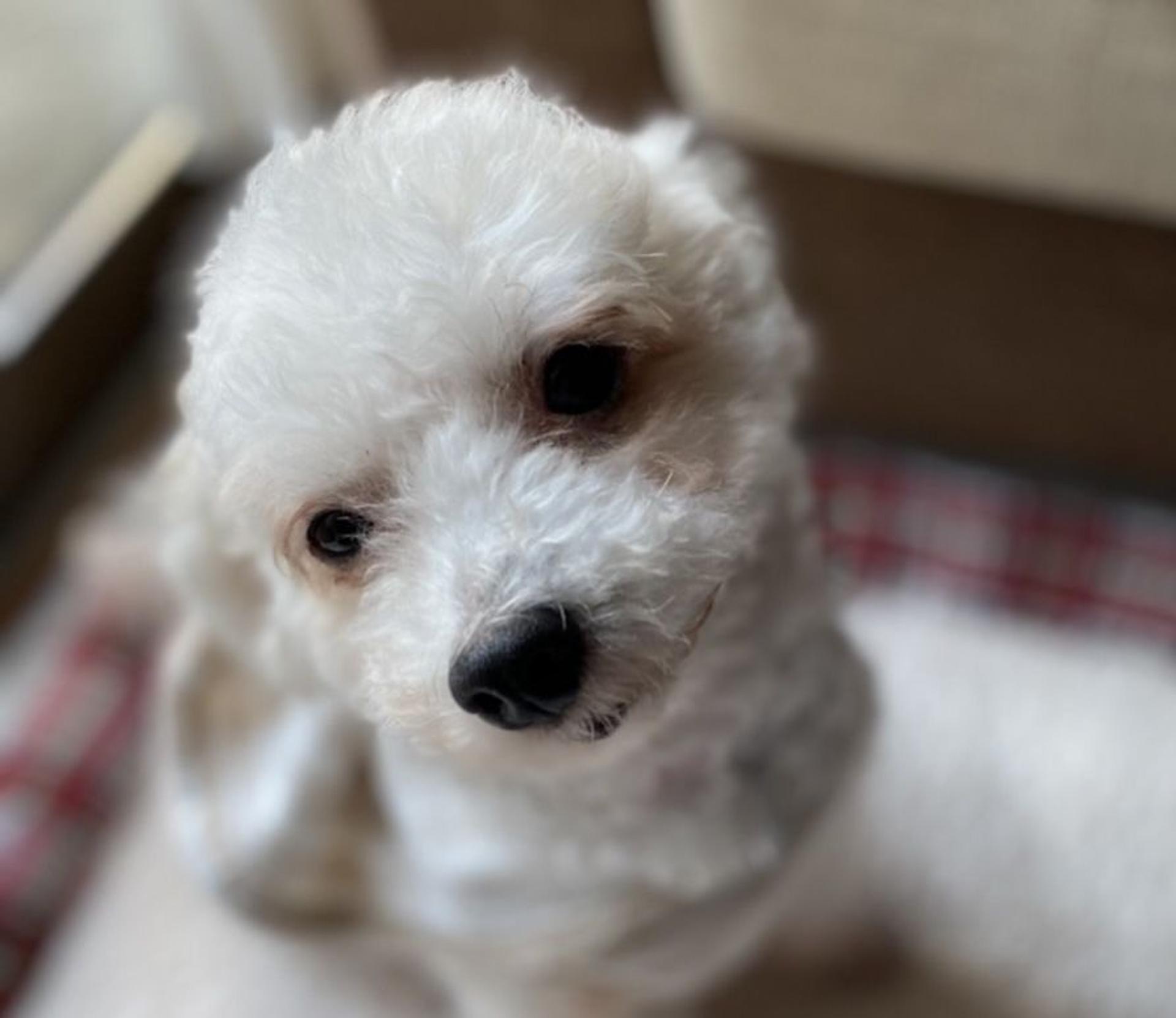 pet-image-5