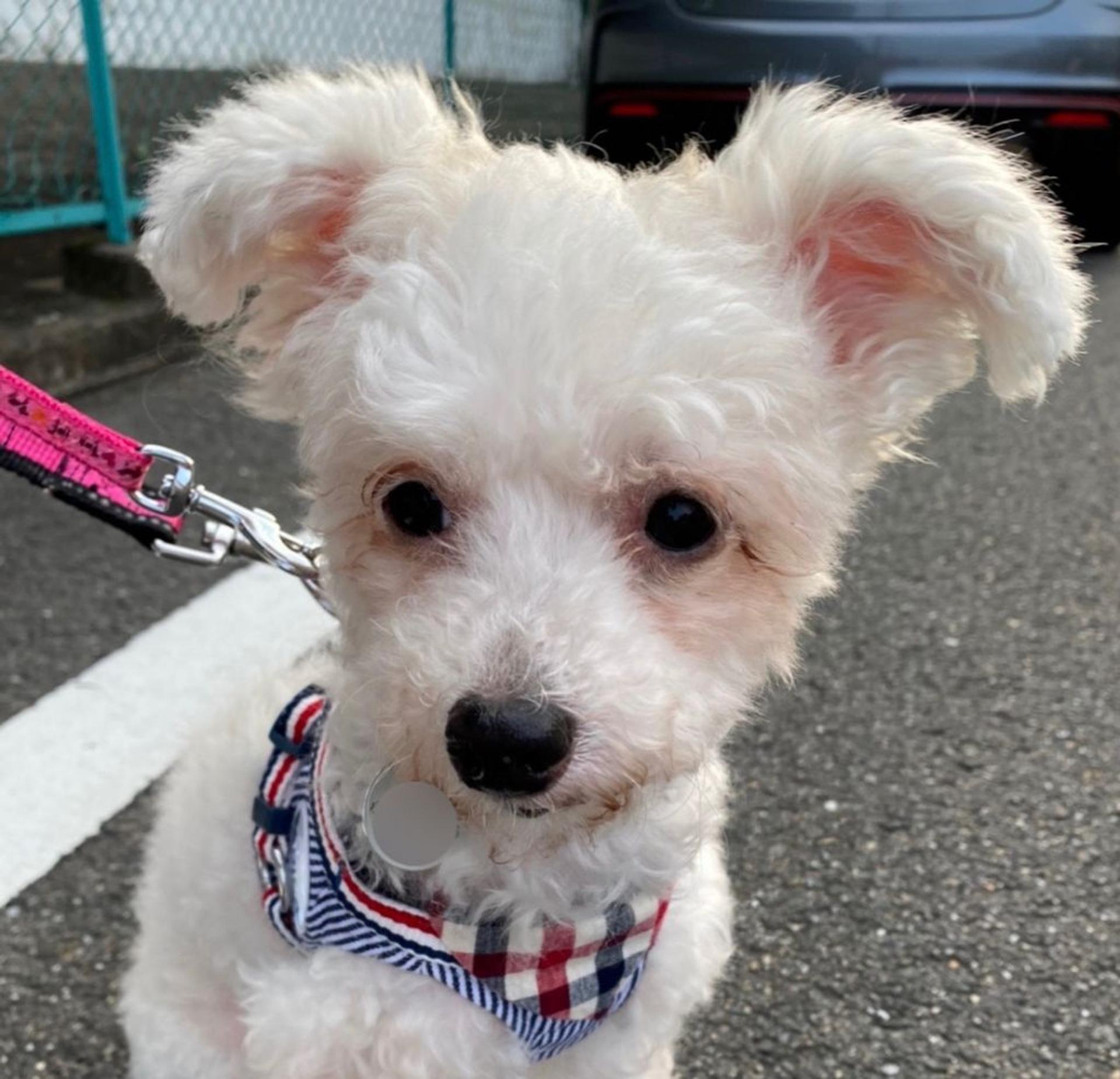 pet-image-6