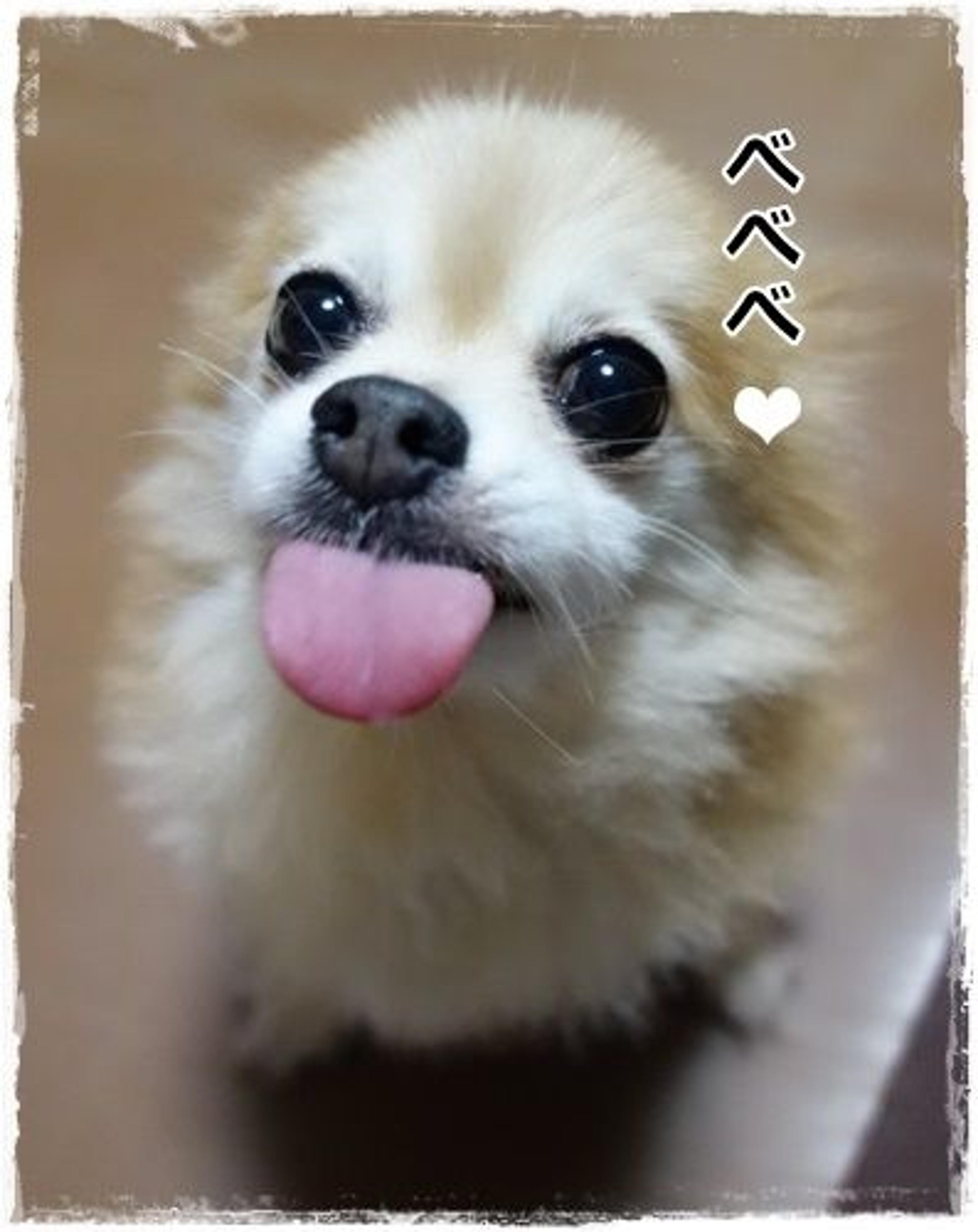 pet-image-3