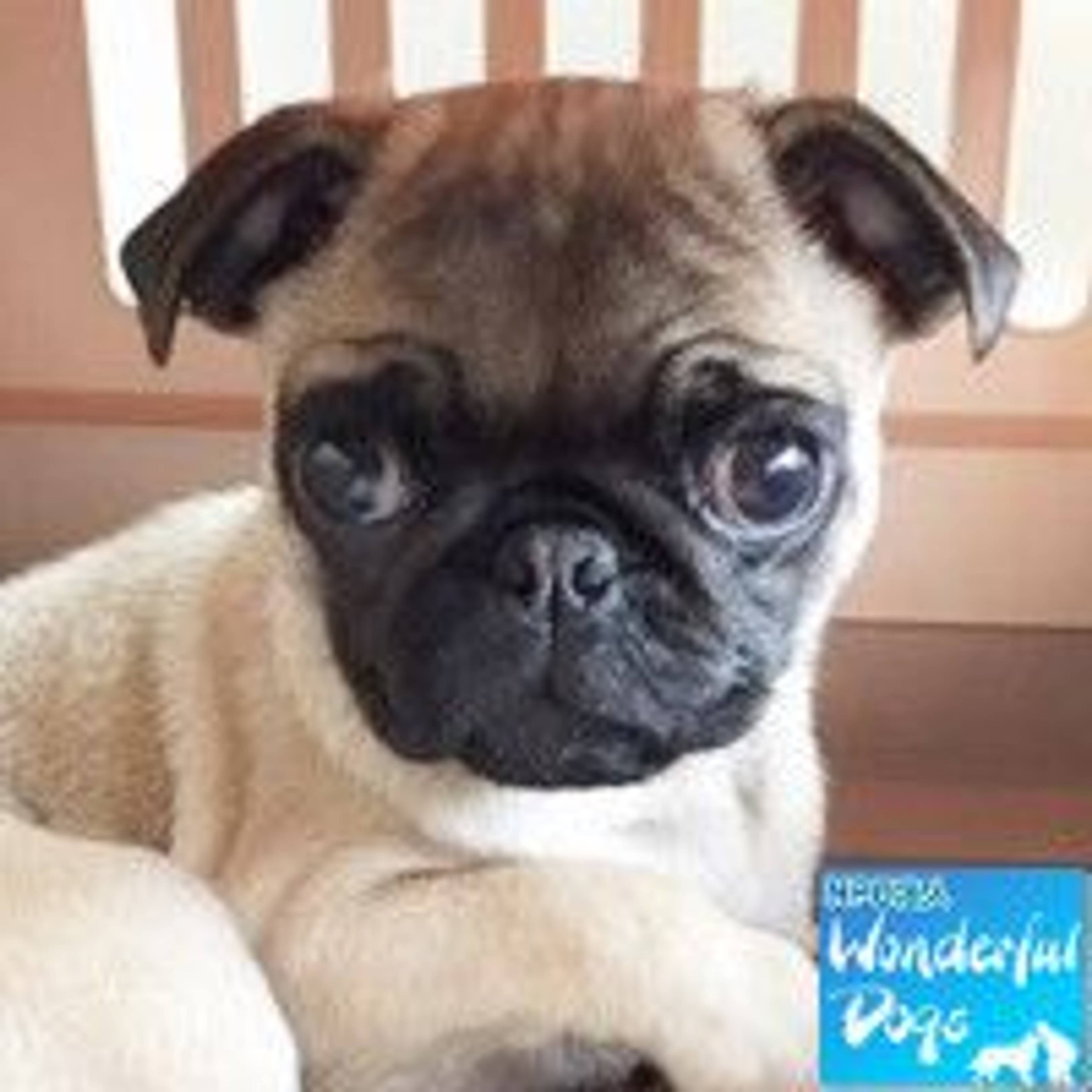 パグ・メスの里親募集の写真