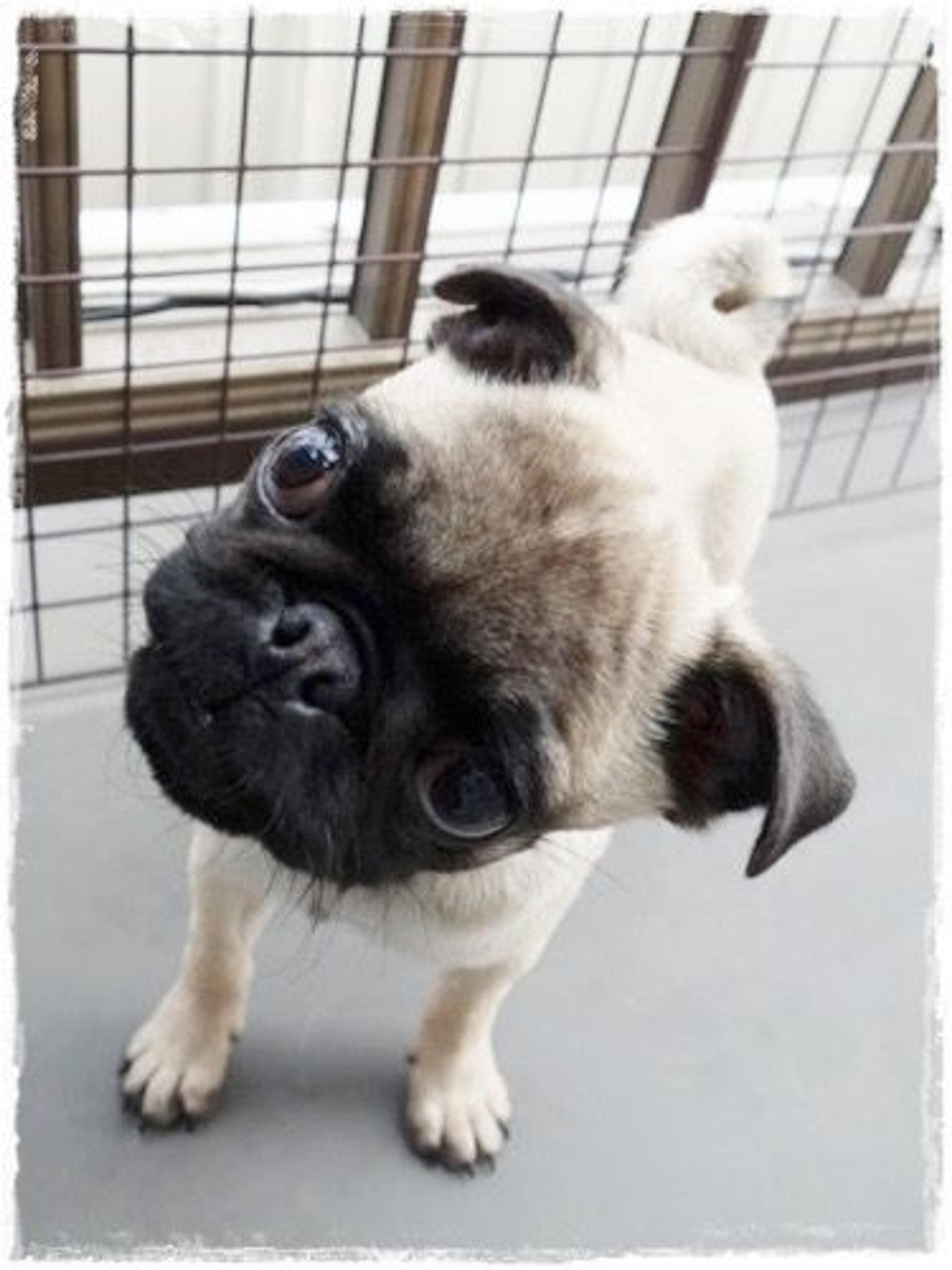pet-image-3