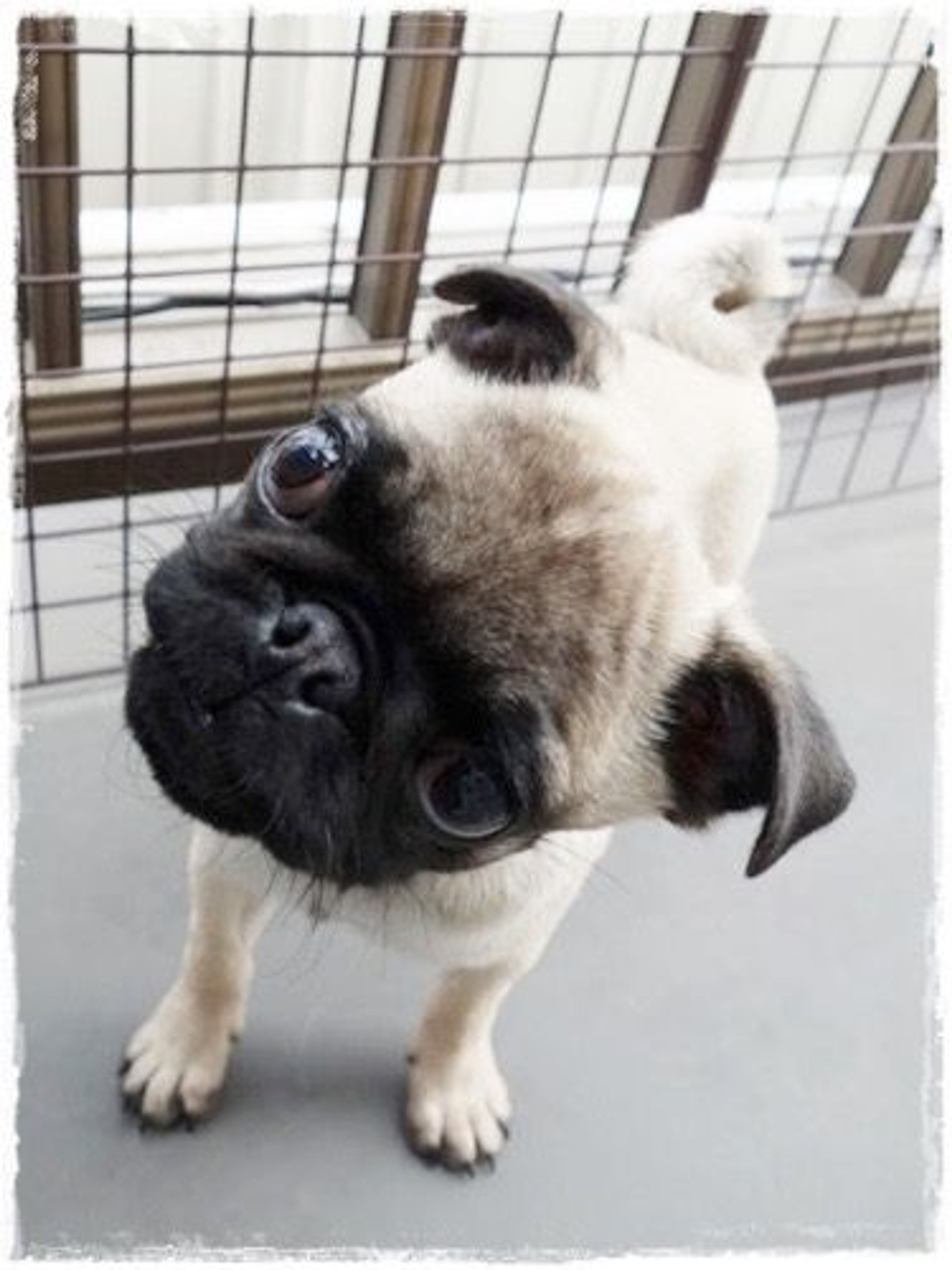 pet-image-3