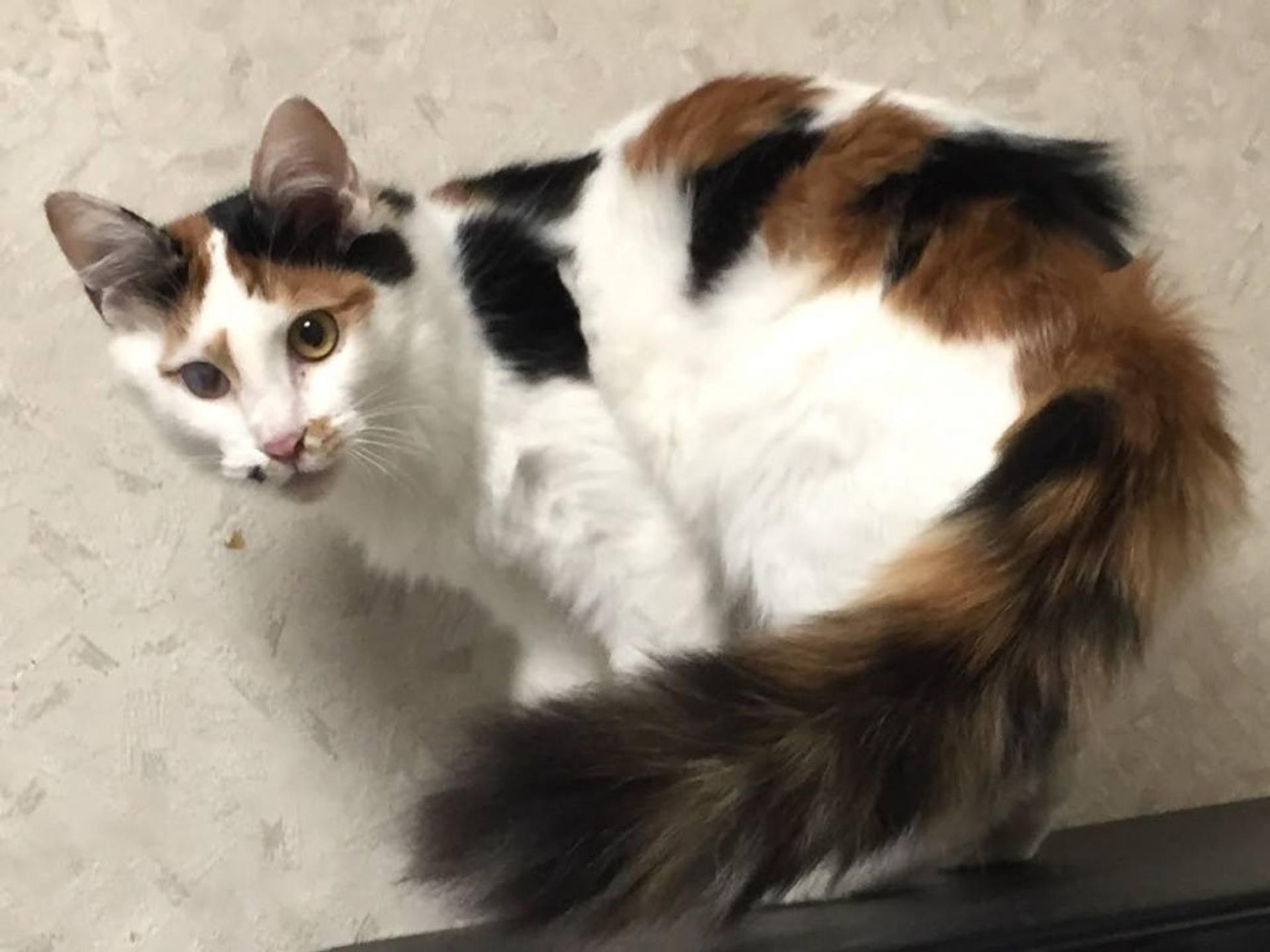 pet-image-2