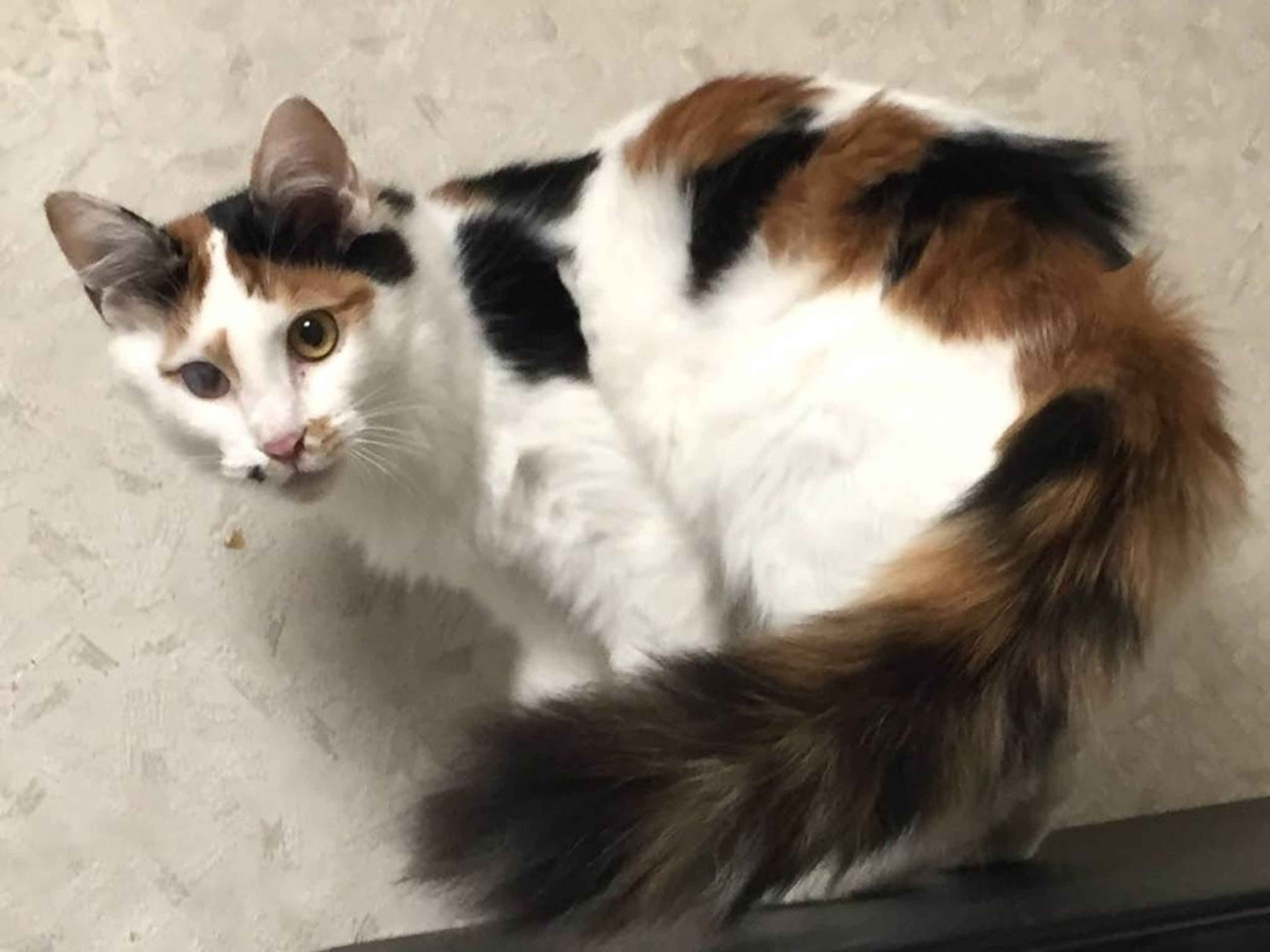 pet-image-2