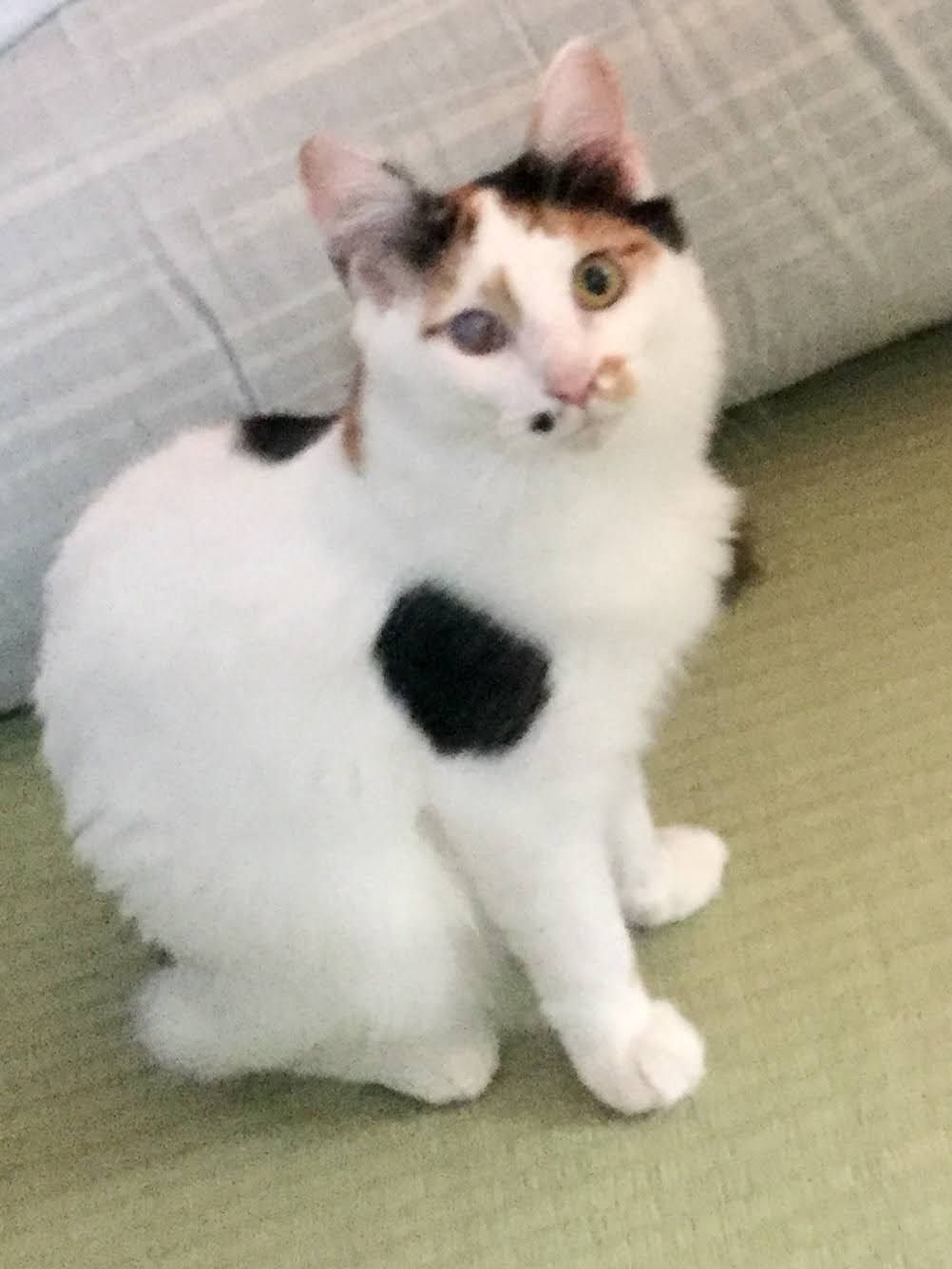 pet-image-3