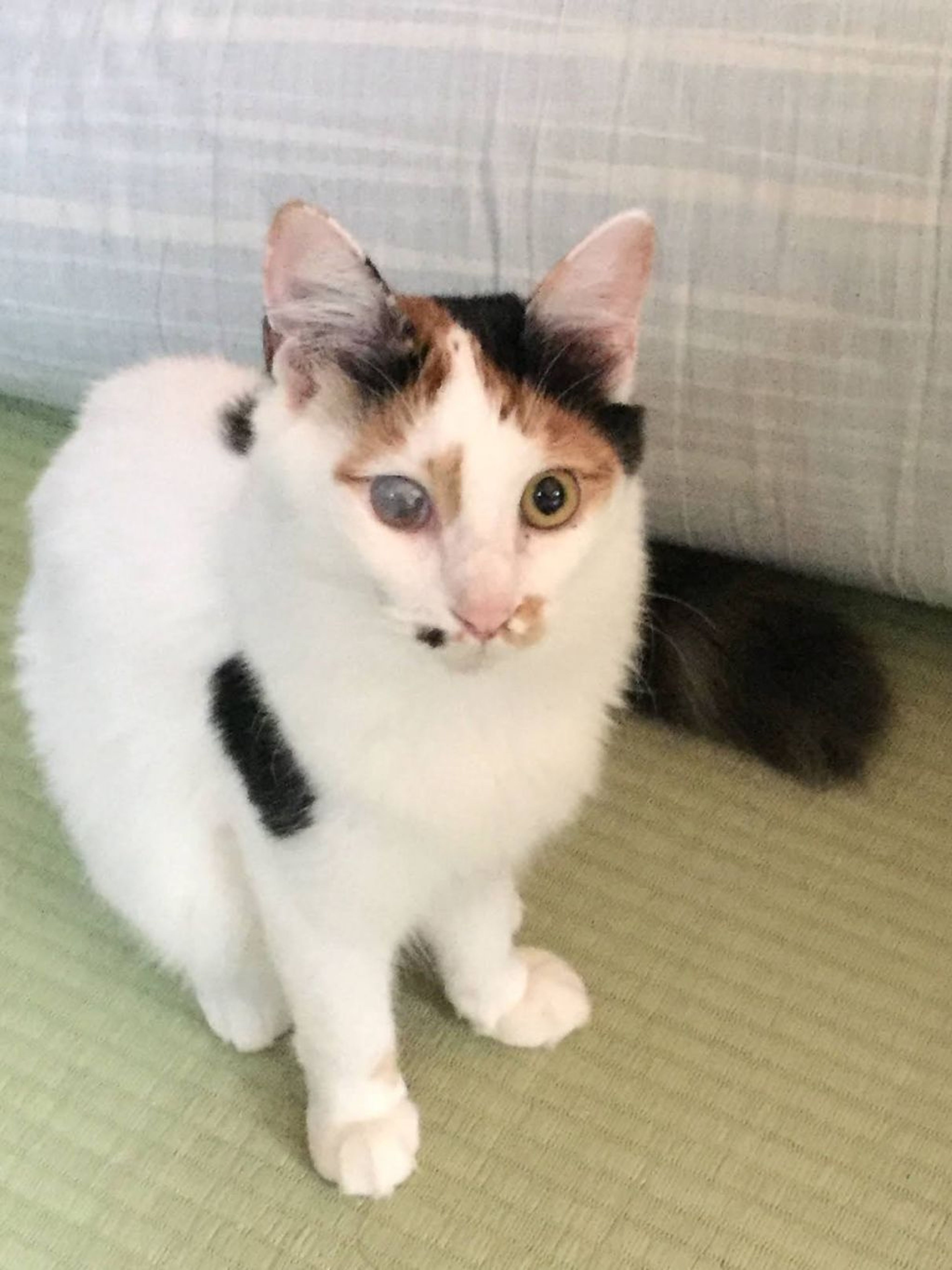 pet-image-4