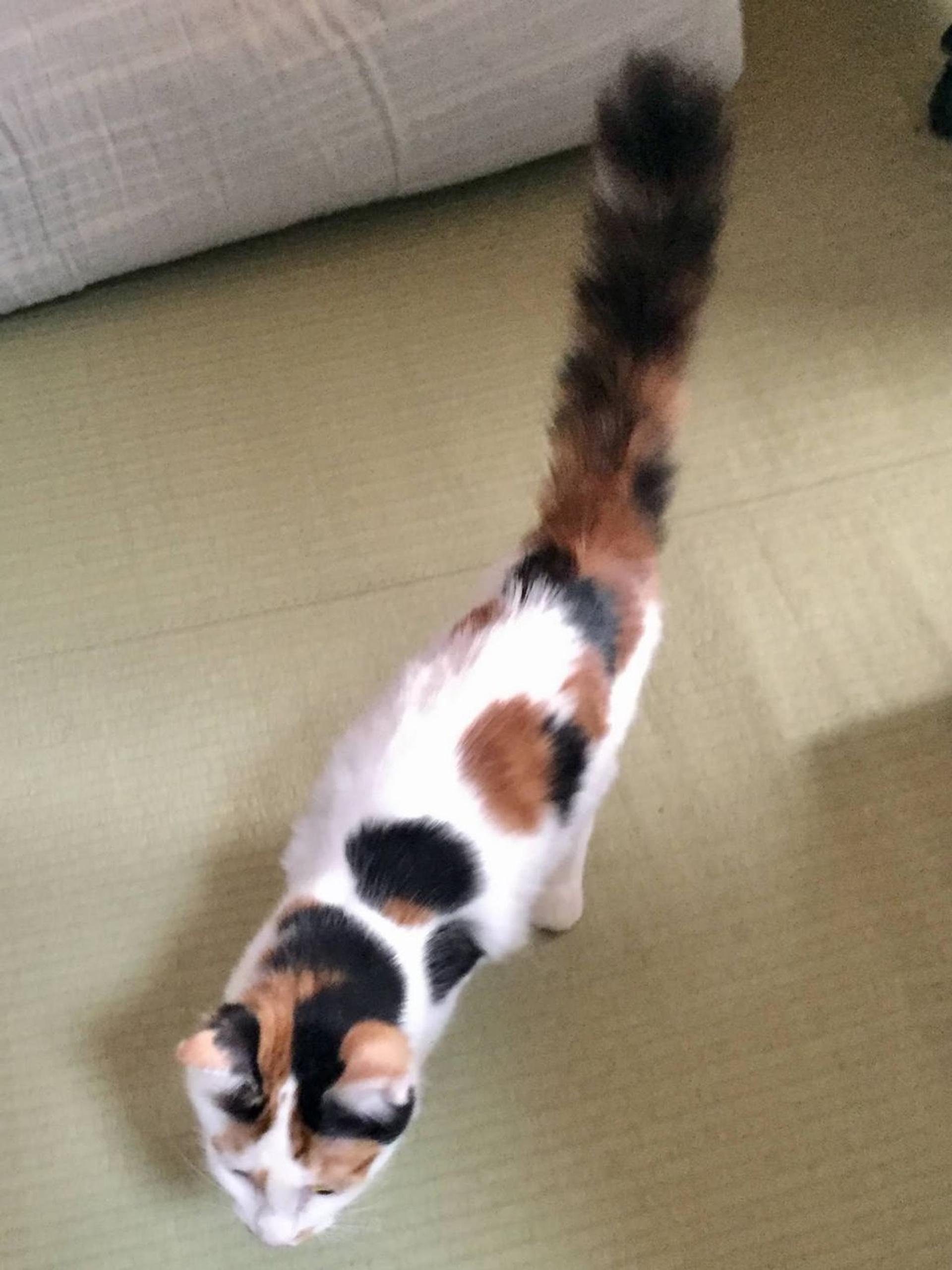 pet-image-5