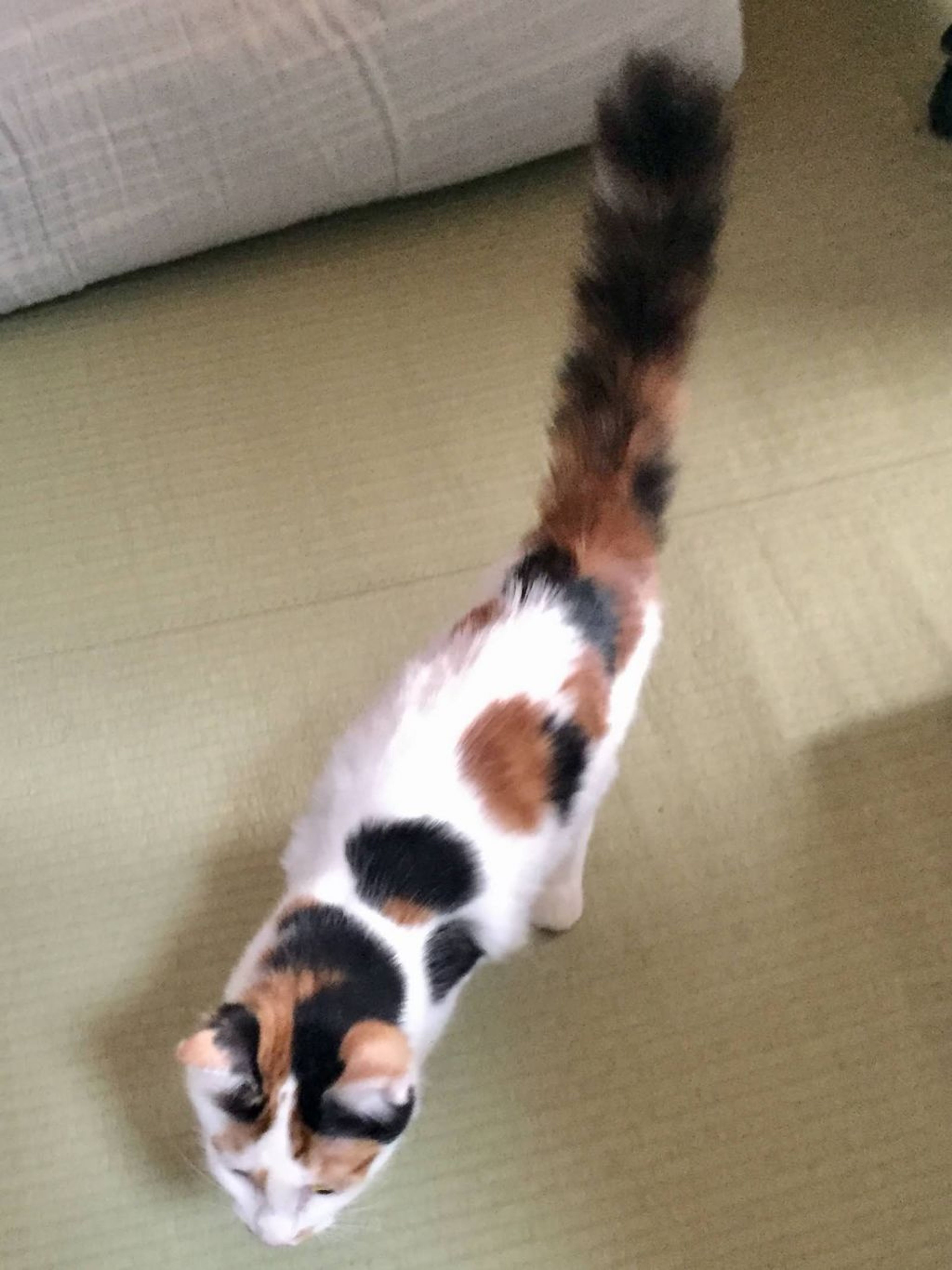pet-image-5