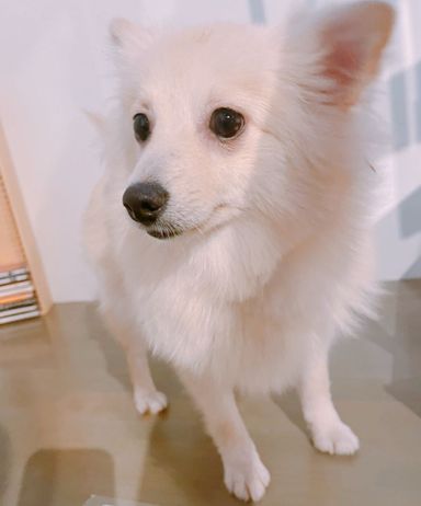 モロ