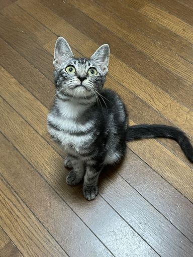 サバトラ(アメショ柄)★じゅんくんの写真