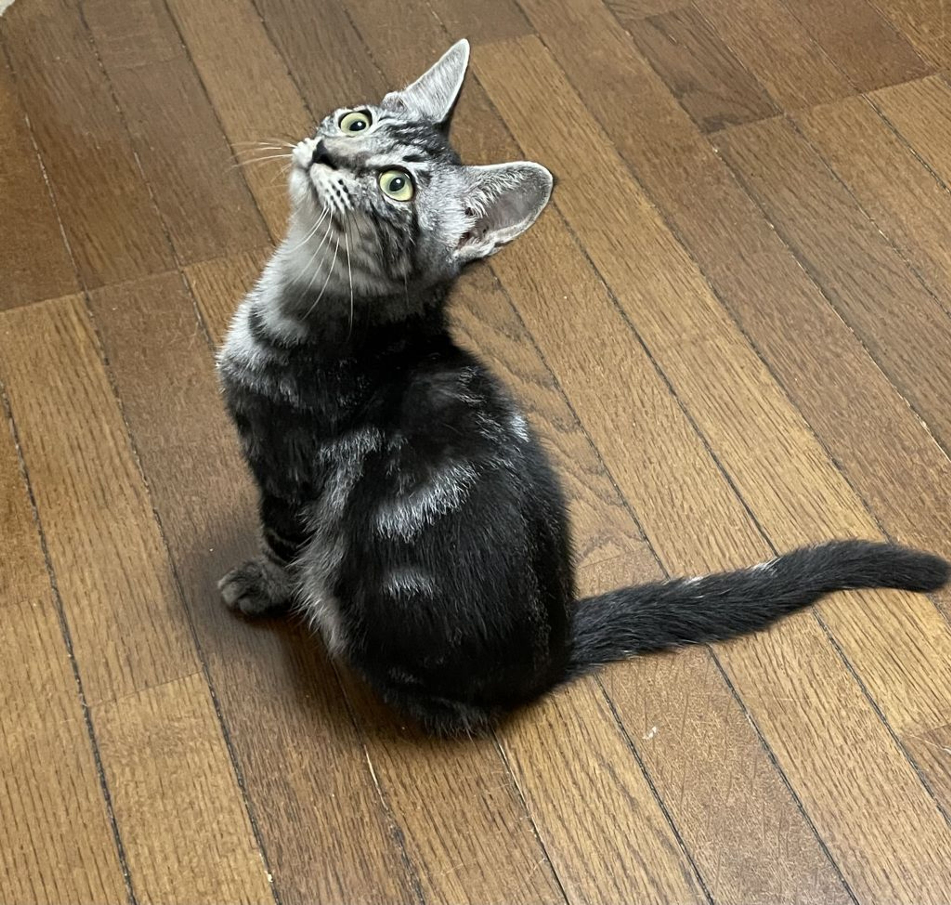 pet-image-3