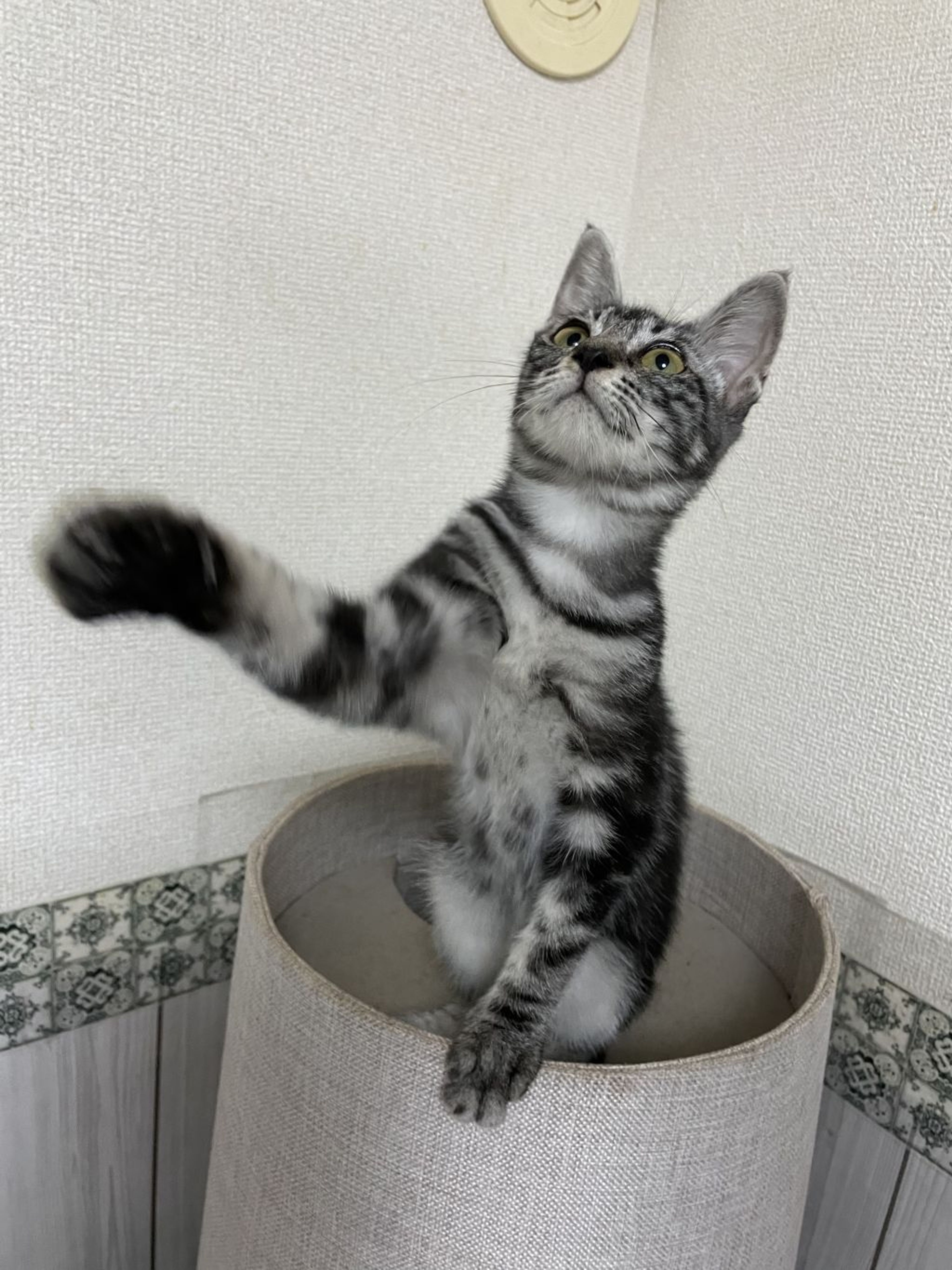 pet-image-5