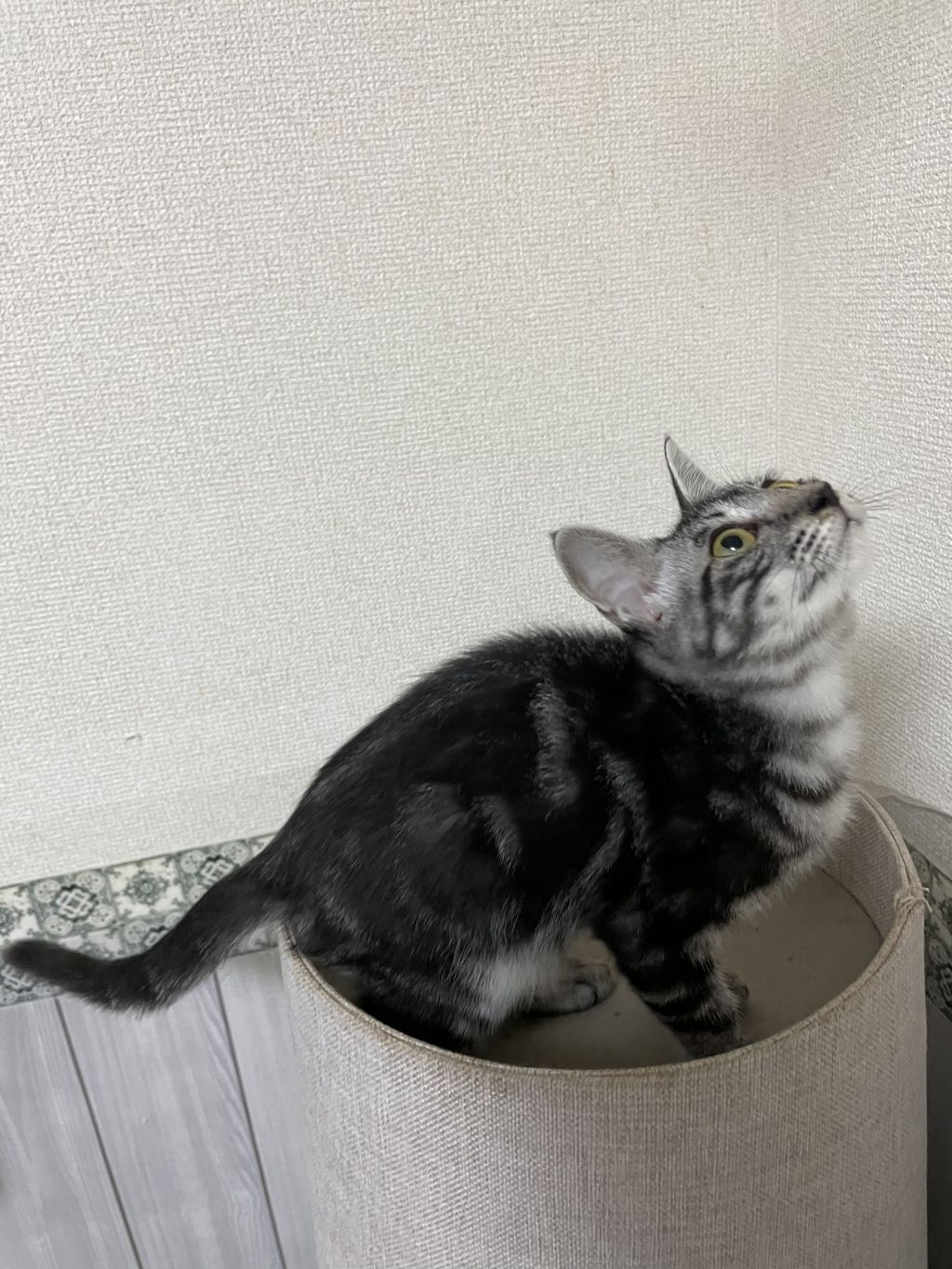 pet-image-6