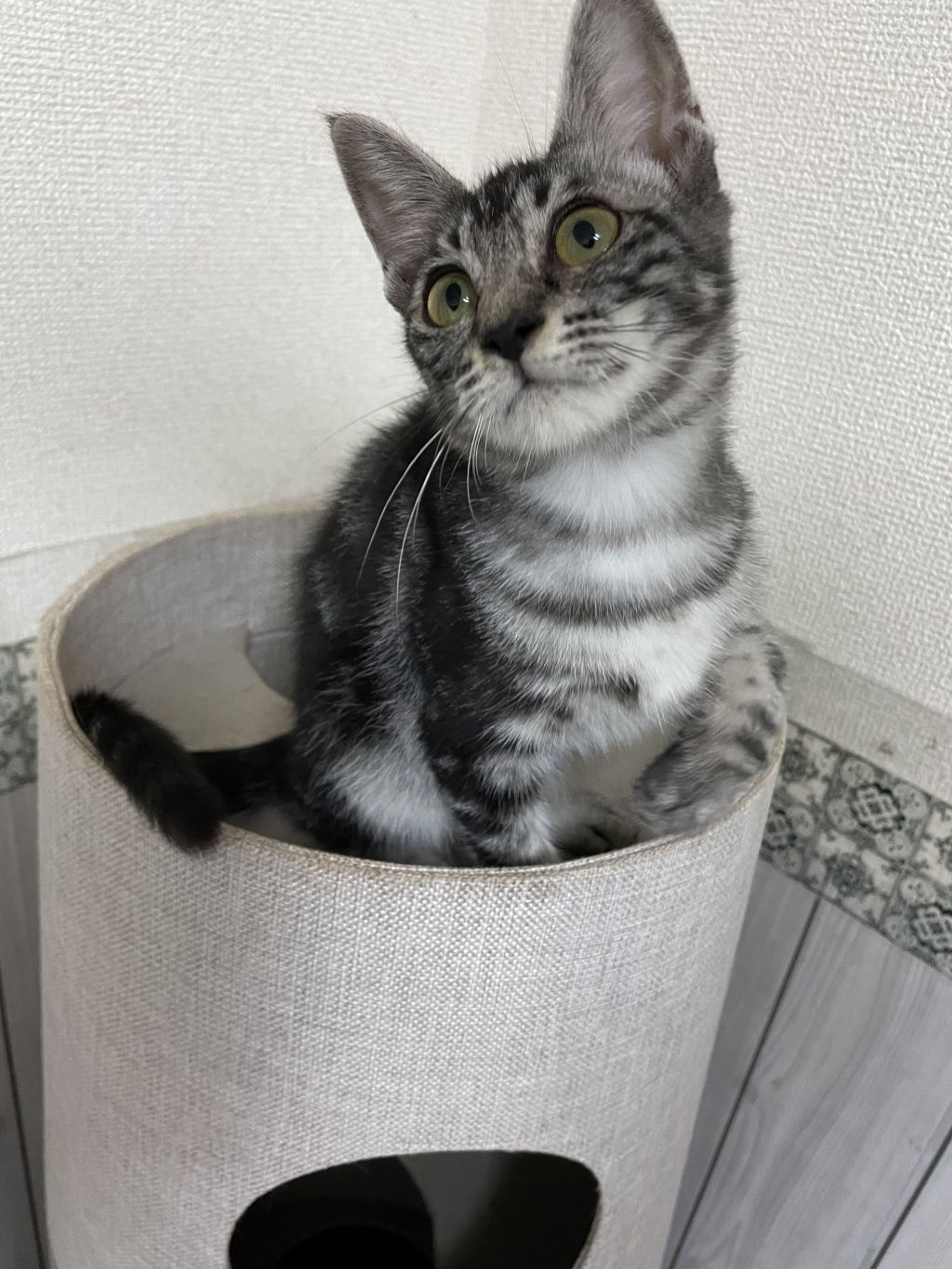 pet-image-7