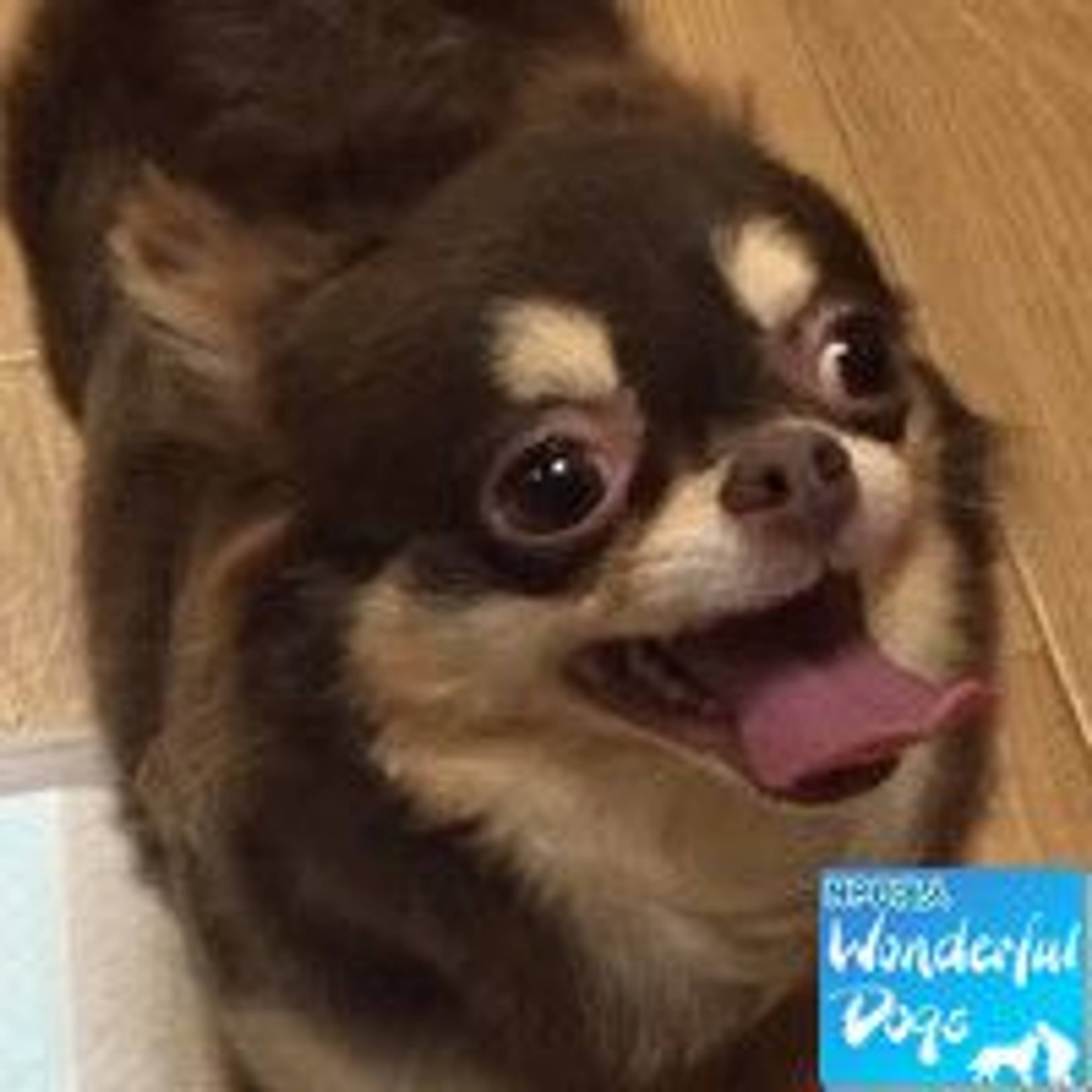 チワワ・メスの里親募集の写真