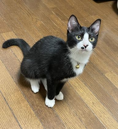 ハチワレのちょっぴりビビり★はっちくんの写真