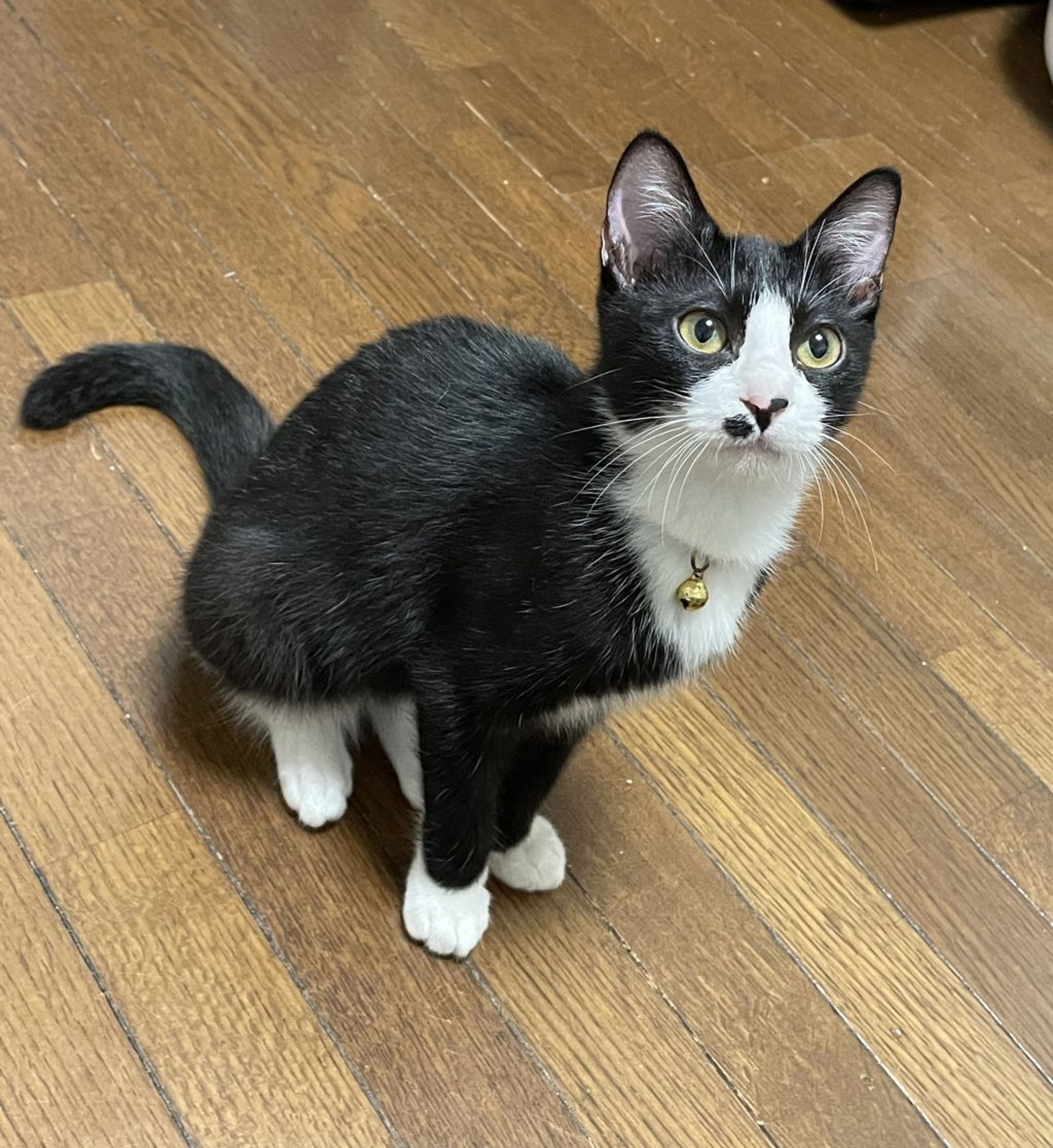 雑種（ミックス猫）・オスの里親募集の写真